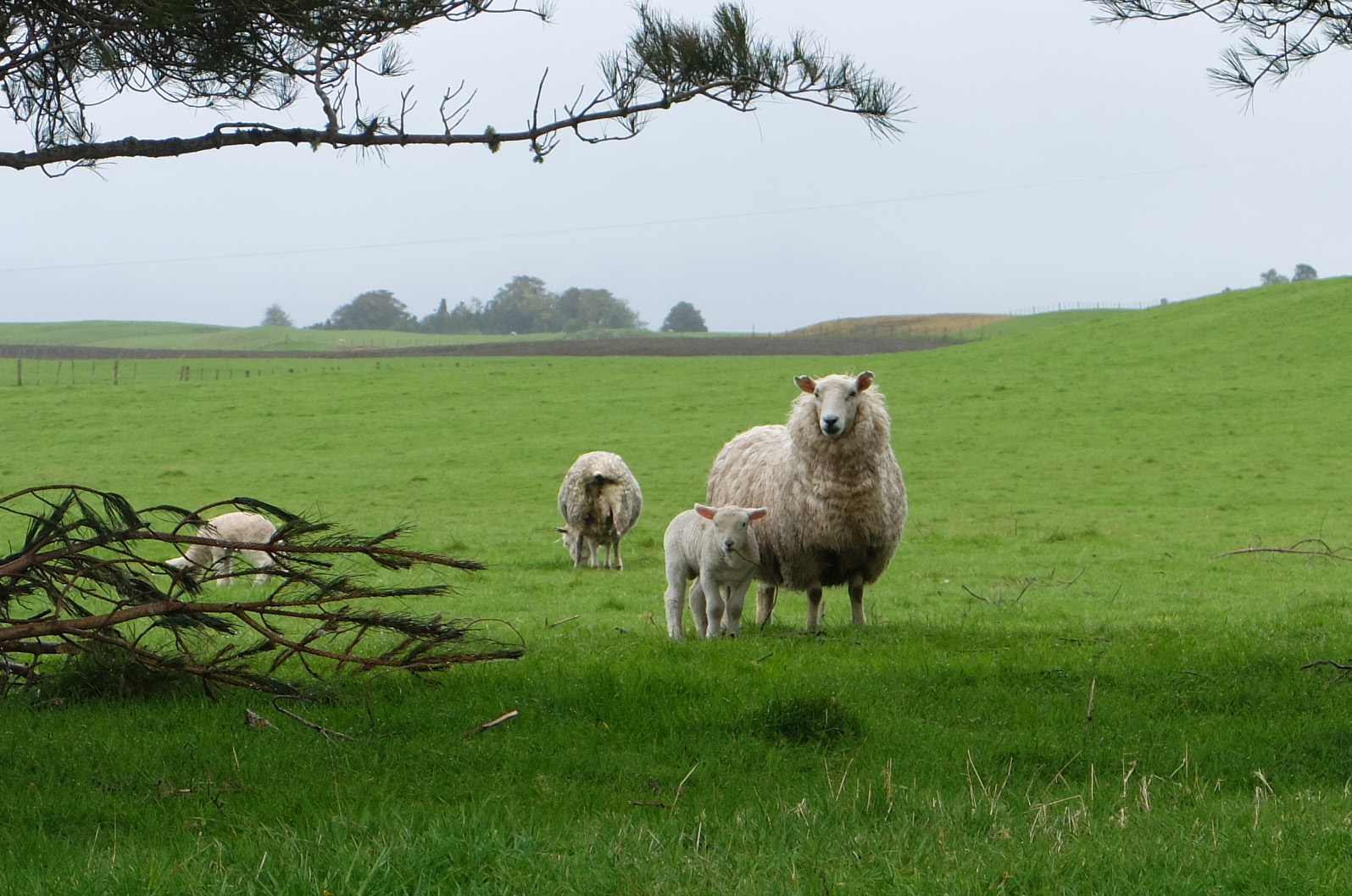 Des moutons le long de la route 47