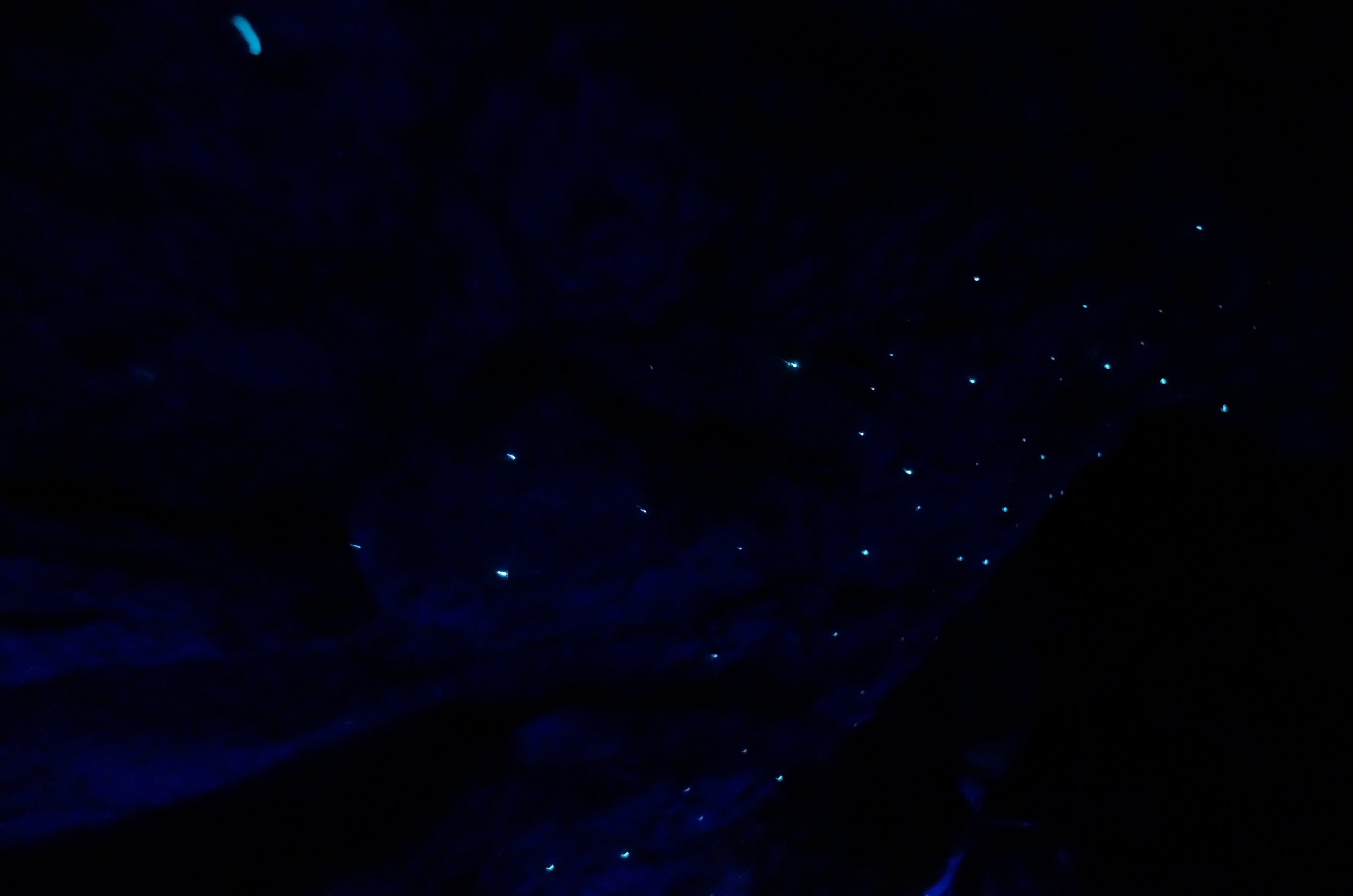 Vers luisants à la Ruakuri Cave