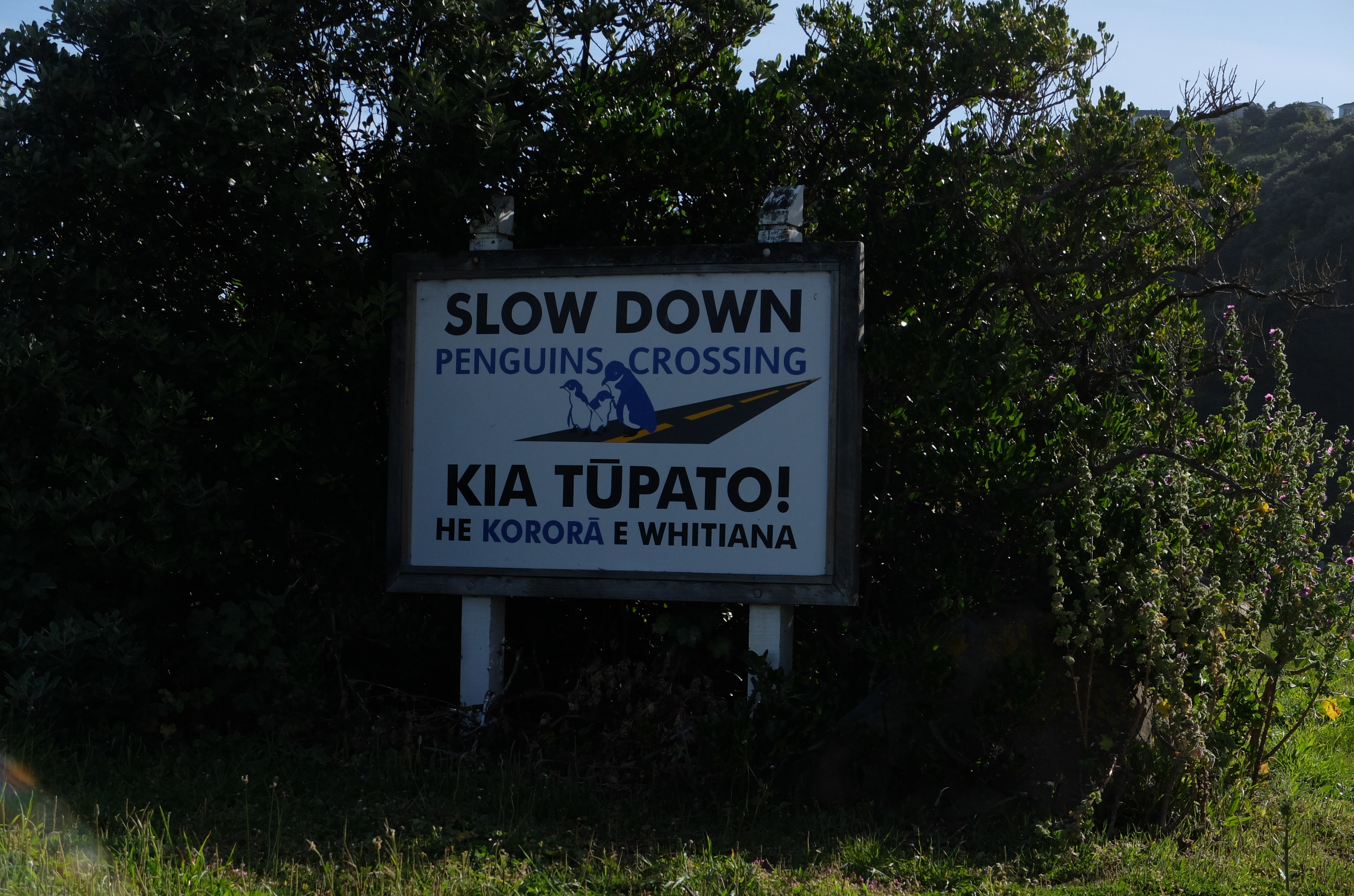 miramar pancarte pingouins