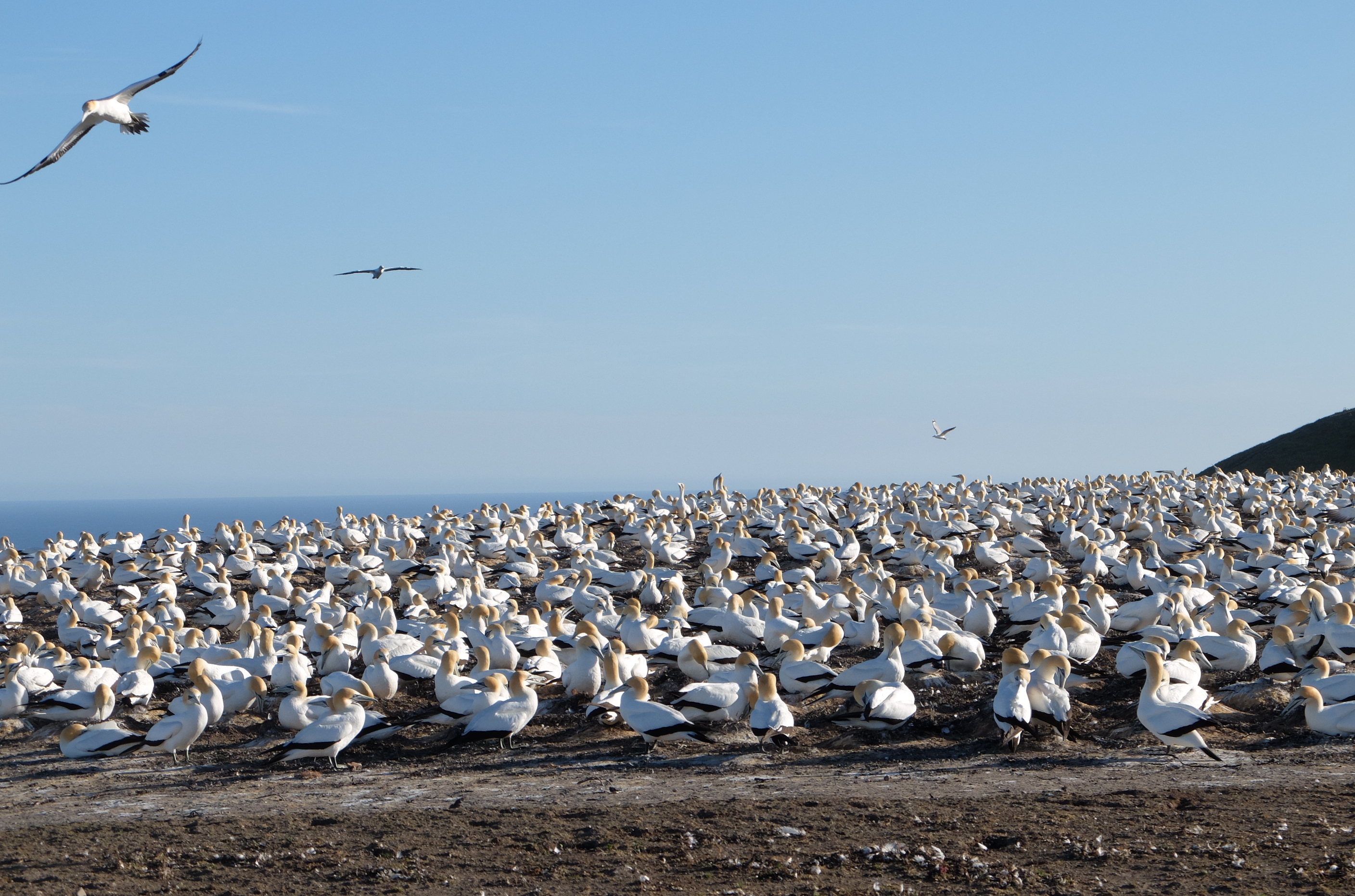 gannet colony