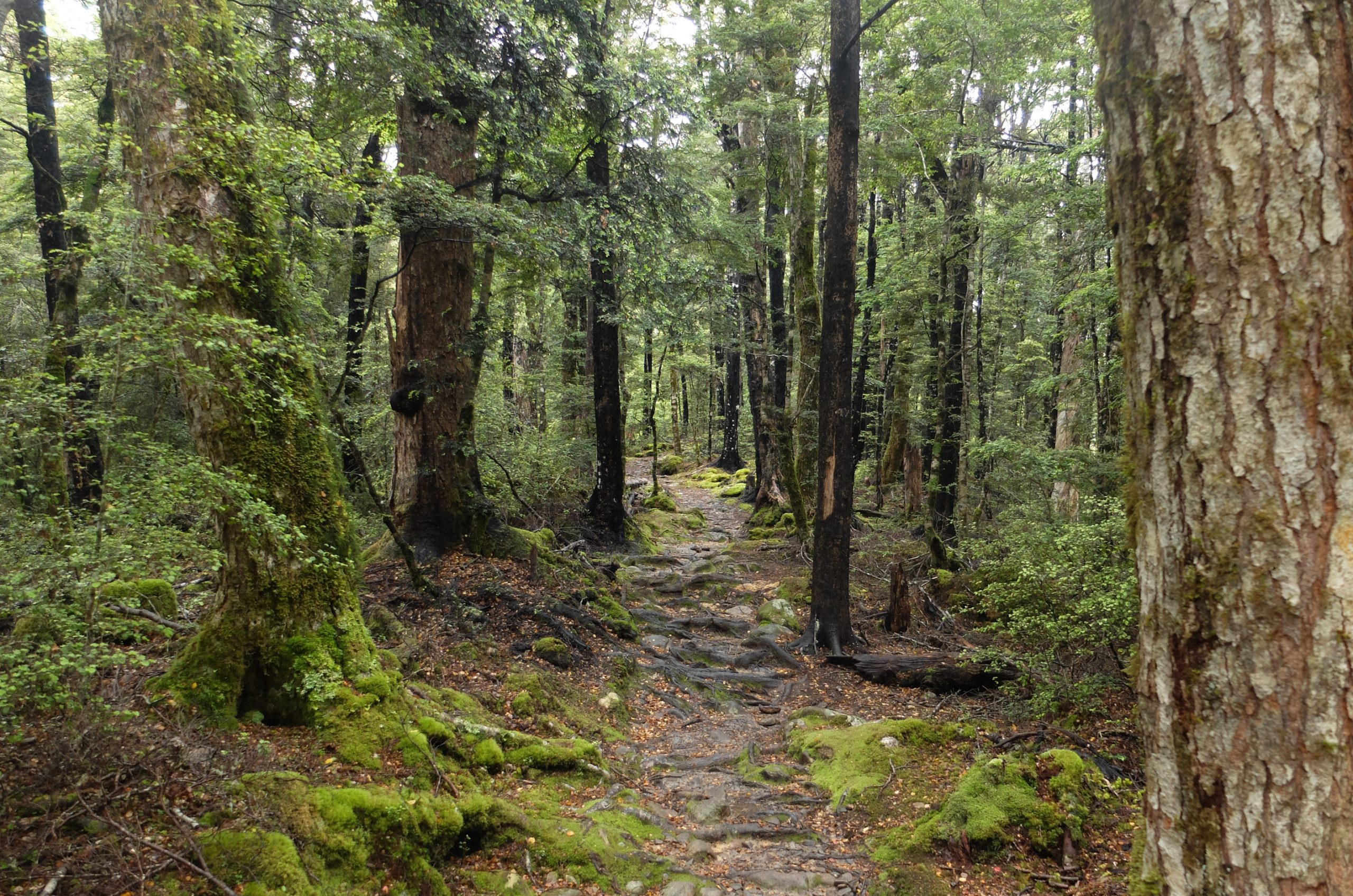 rotoiti-nelson-lakes