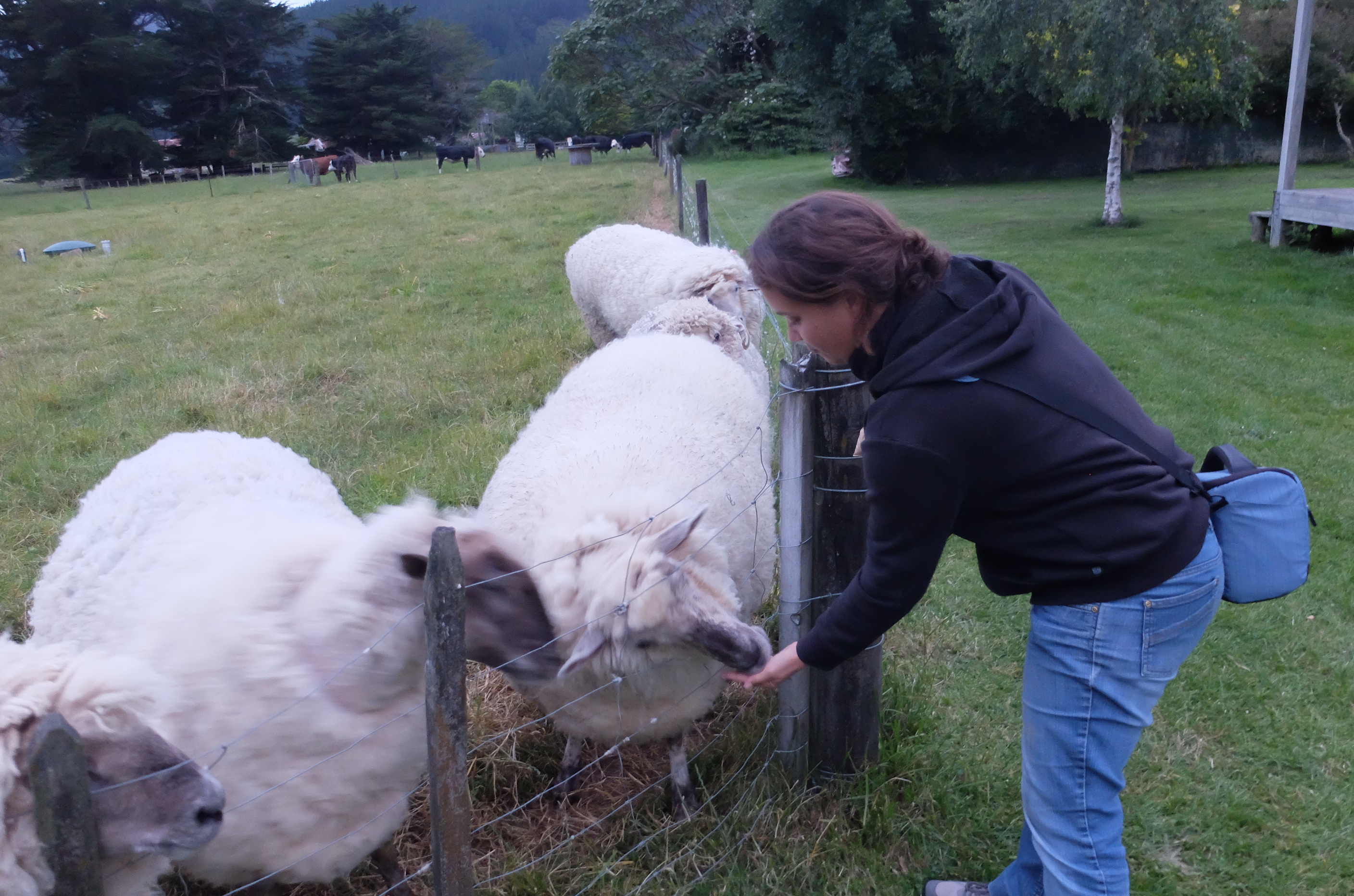 nourriture pour moutons amandine