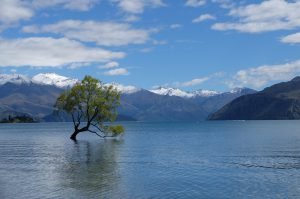 arbre wanaka