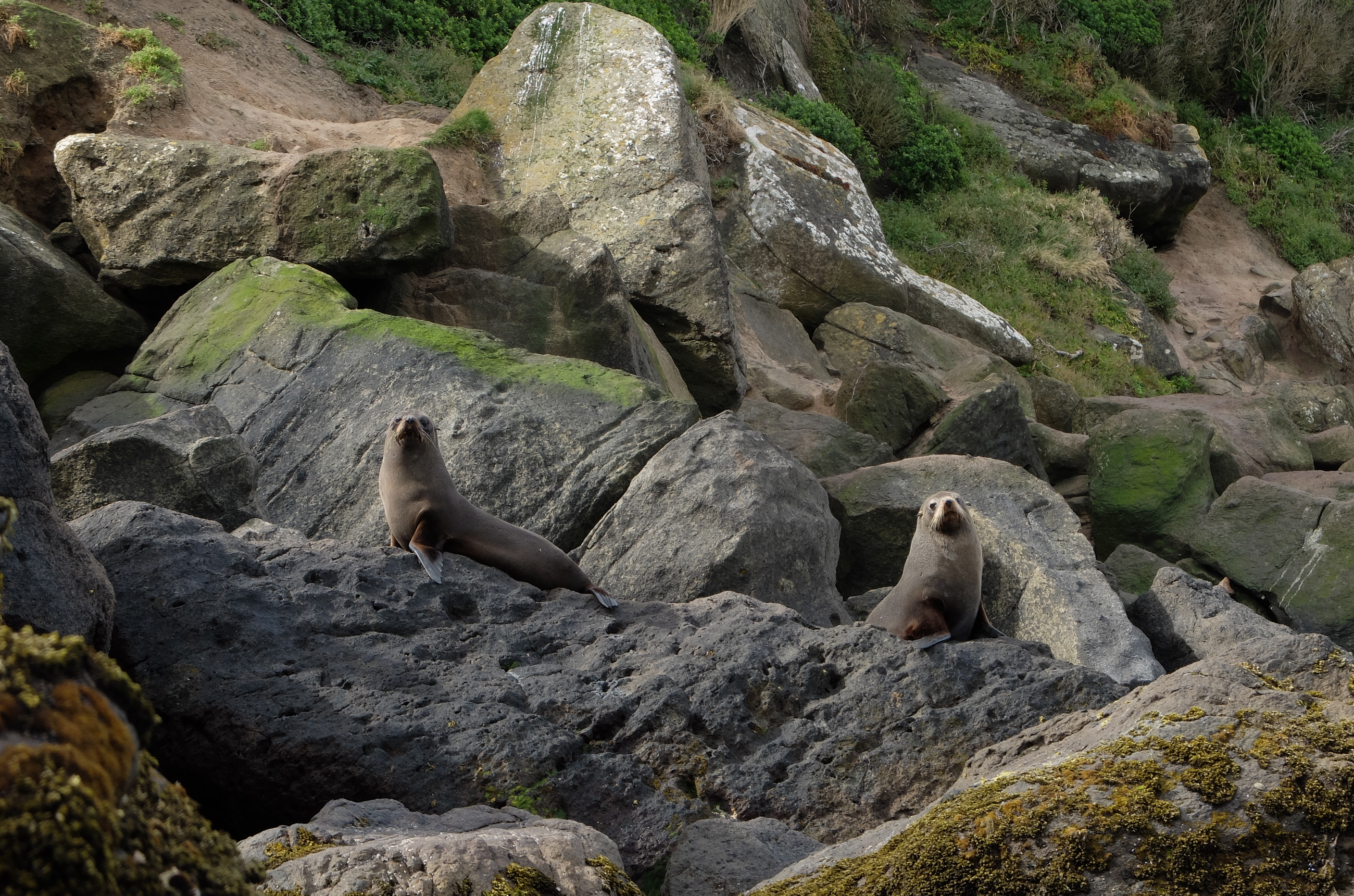 lion de mer okia reserve