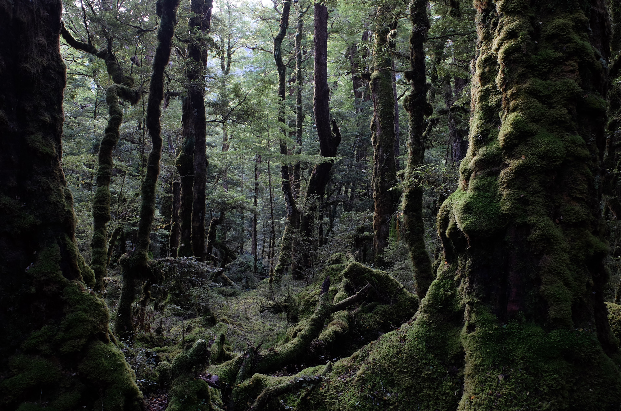 beech forêt 