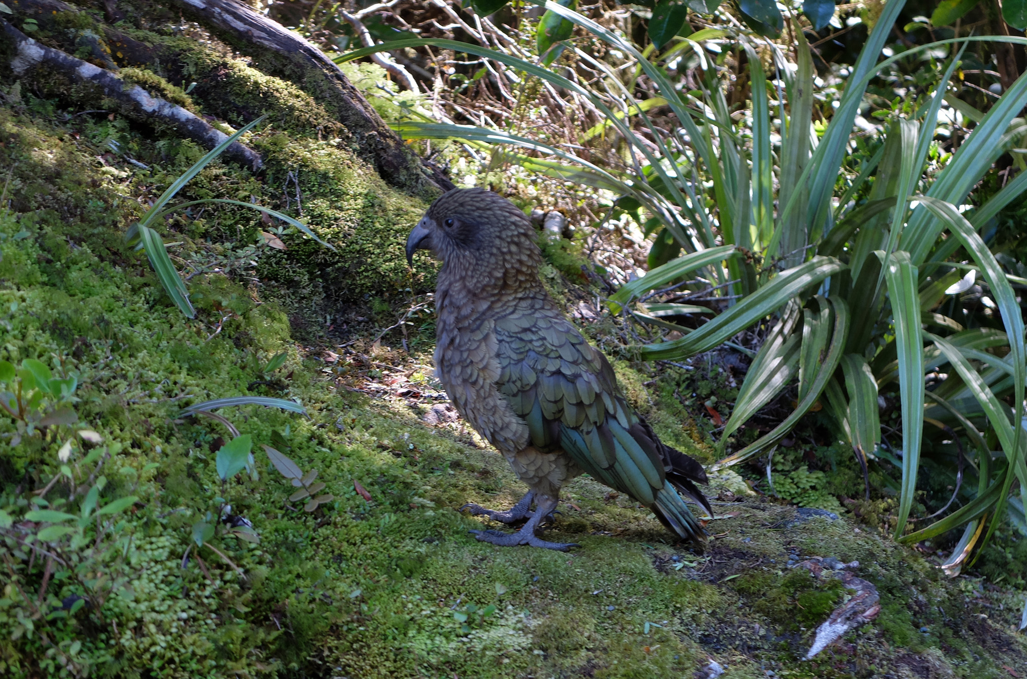 kea