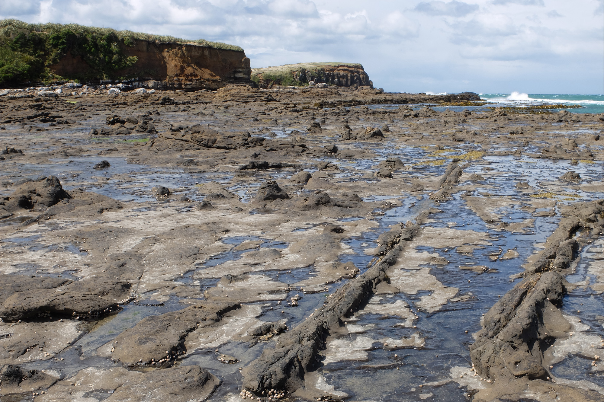 curio bay tronc fossilisés