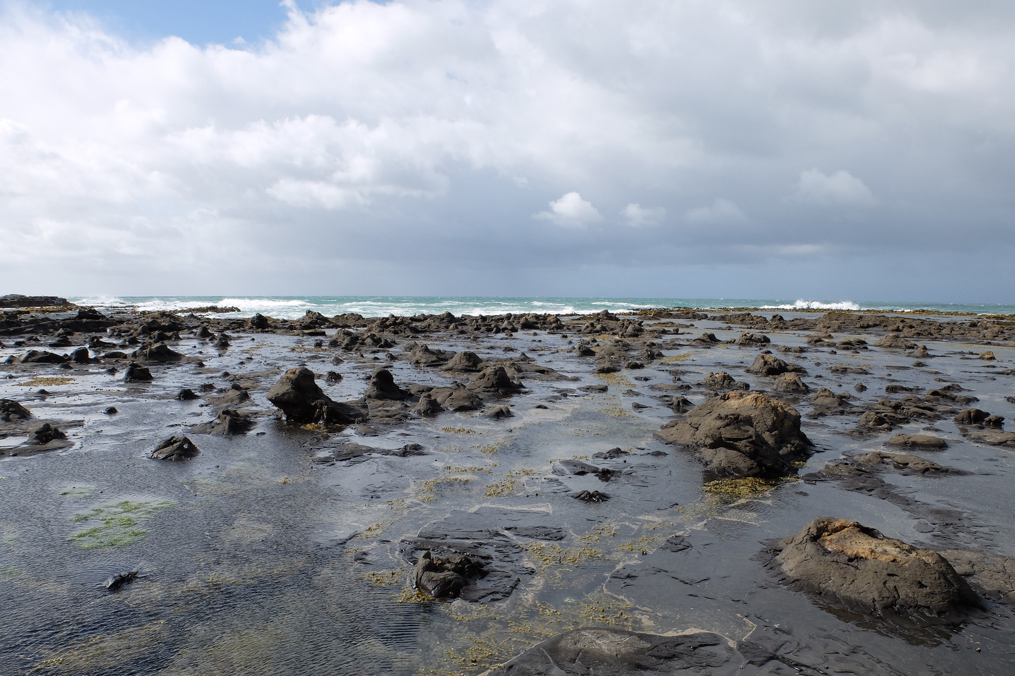 curio bay souches petrifiées