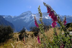 Aoraki/Mt Cook National Park