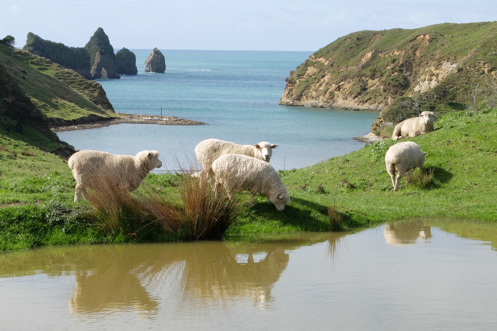 cooks cove sheep