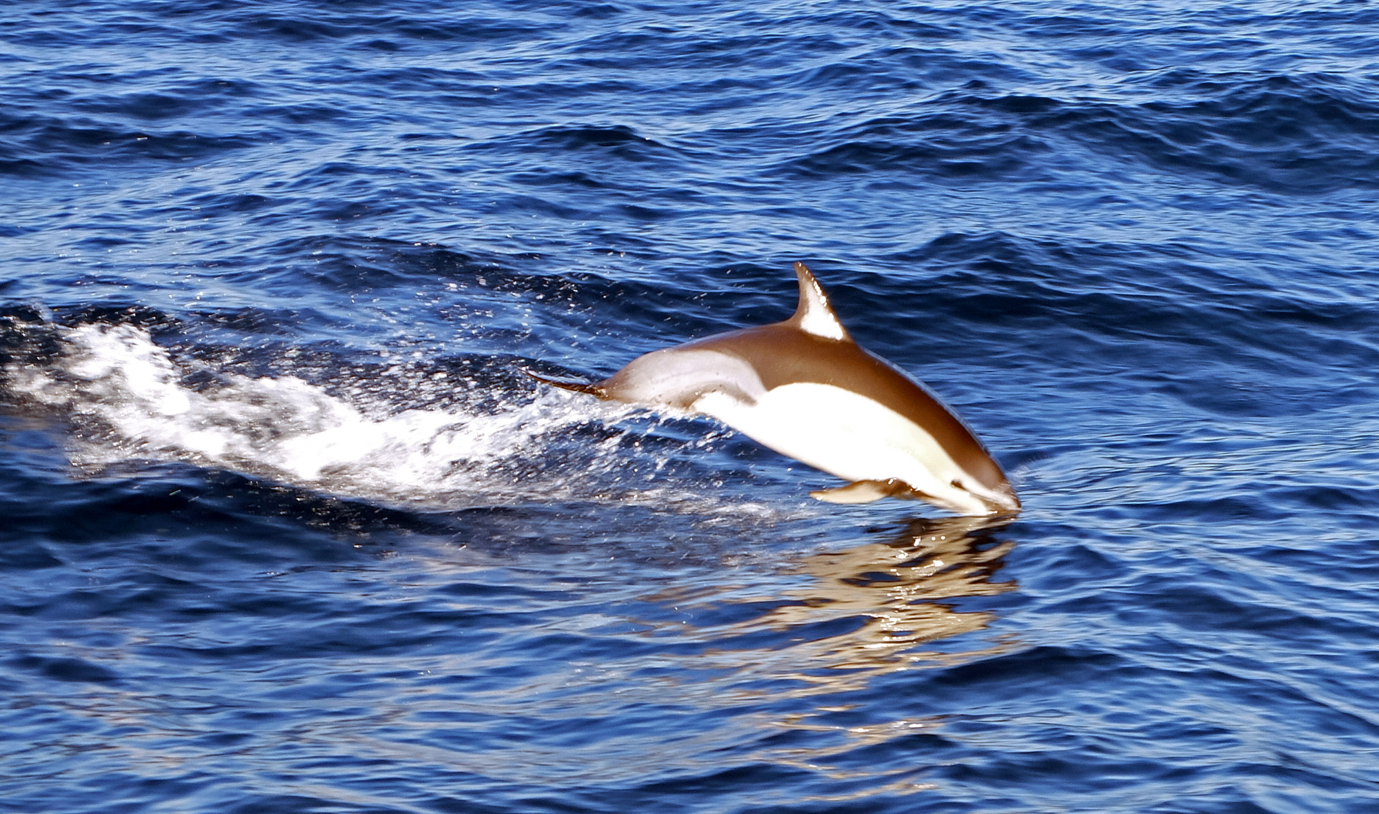 dauphins bateau white island