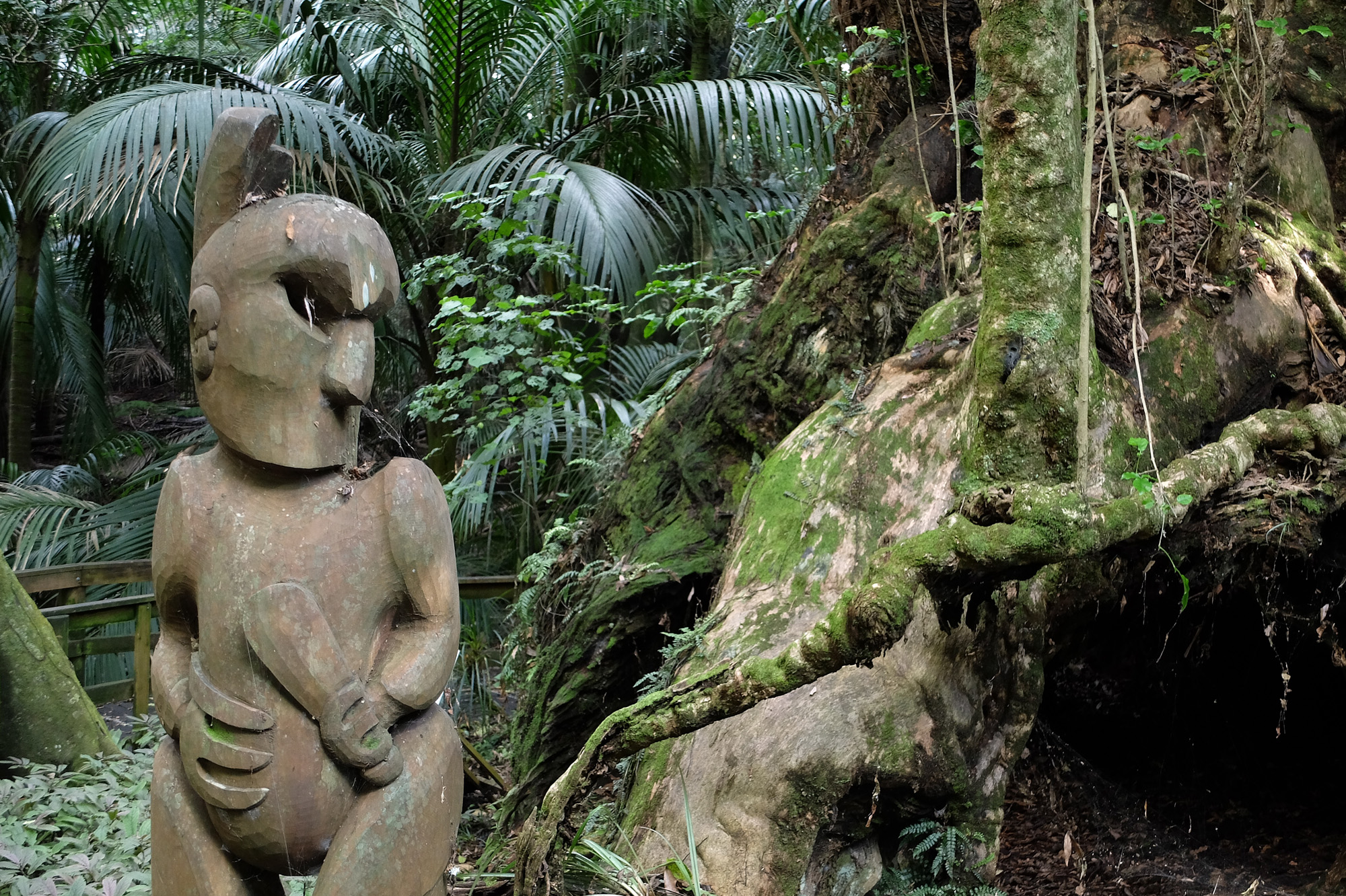 totem arbre 2000 ans hukutaia