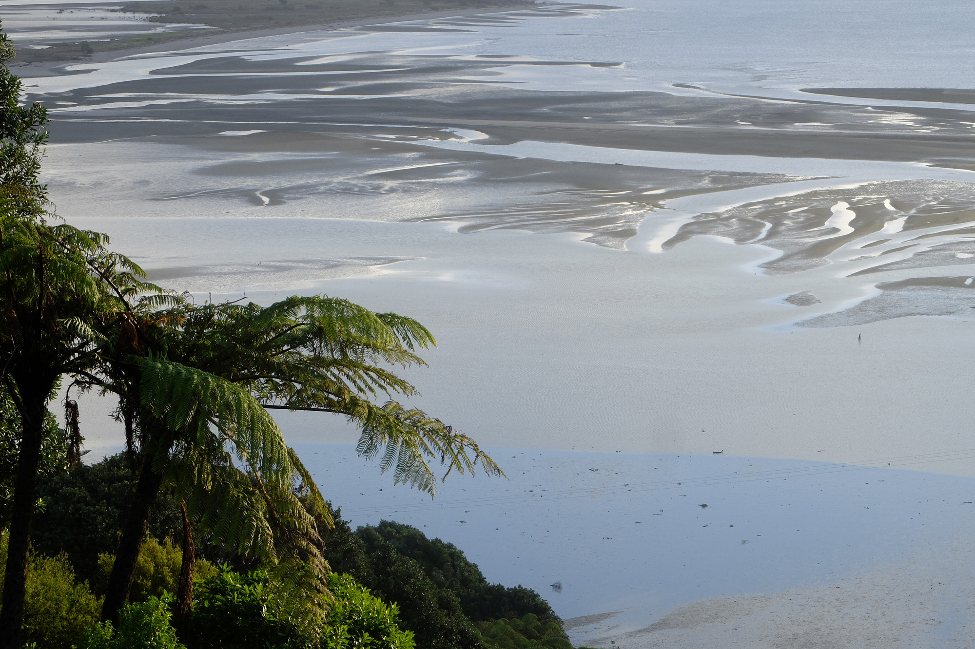 fougère ocean te mawhai