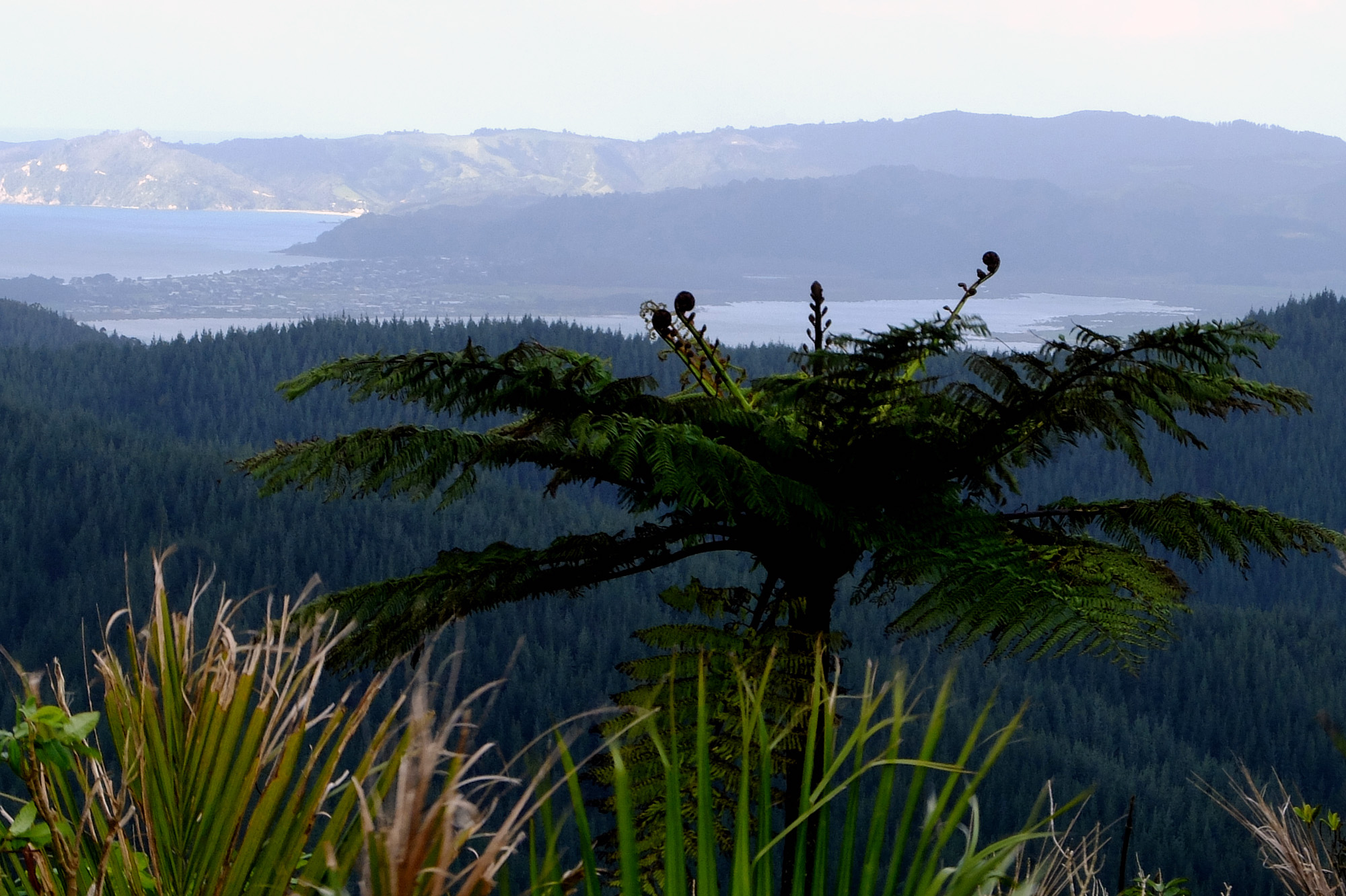 lookout coromandel fougère