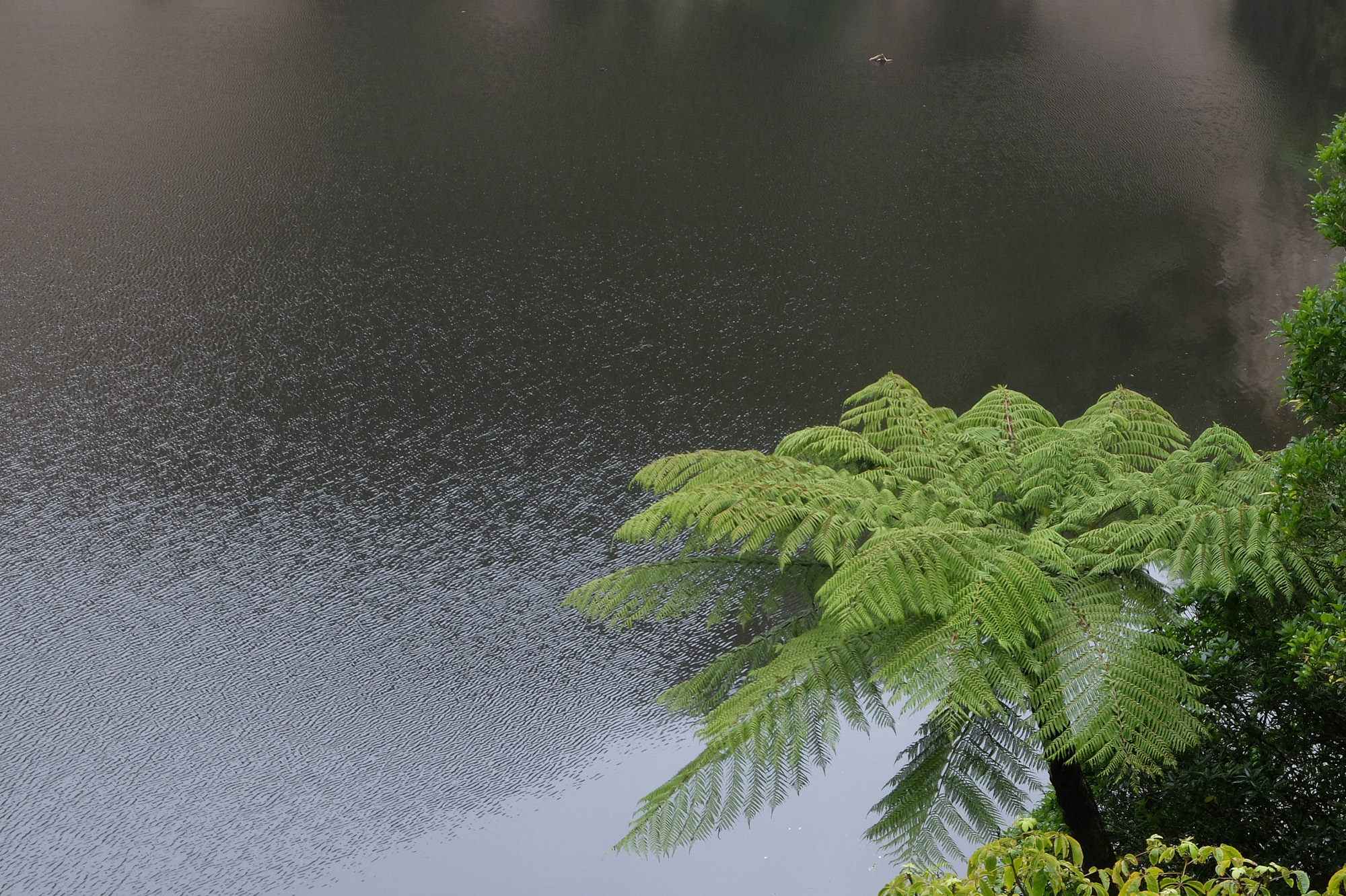 Waimangu Volcanic Valley