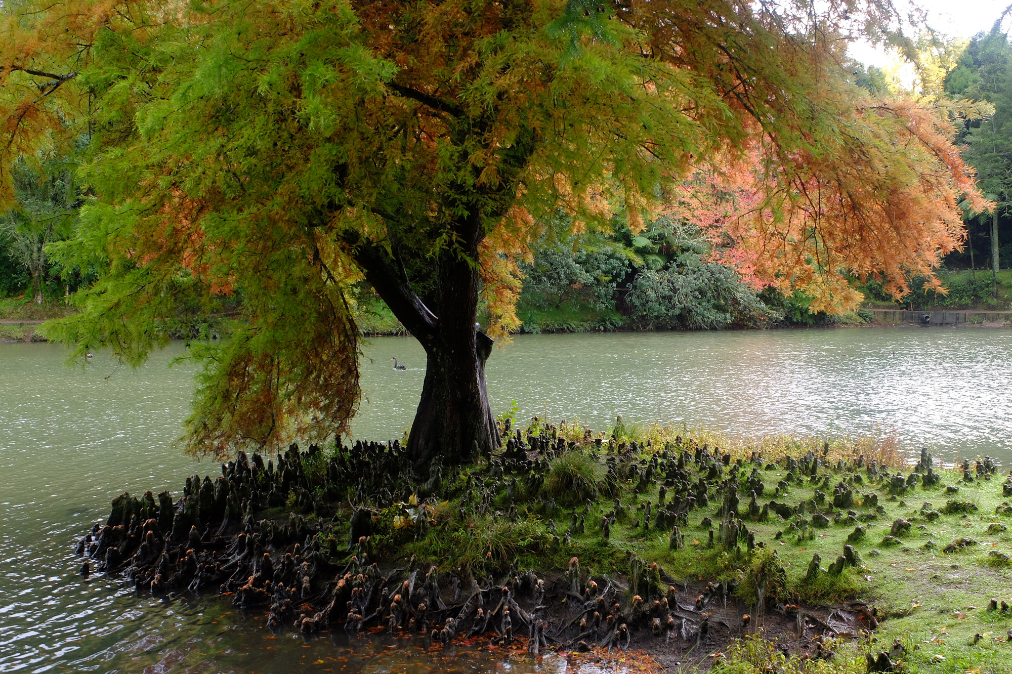 arbre automne mclaren park