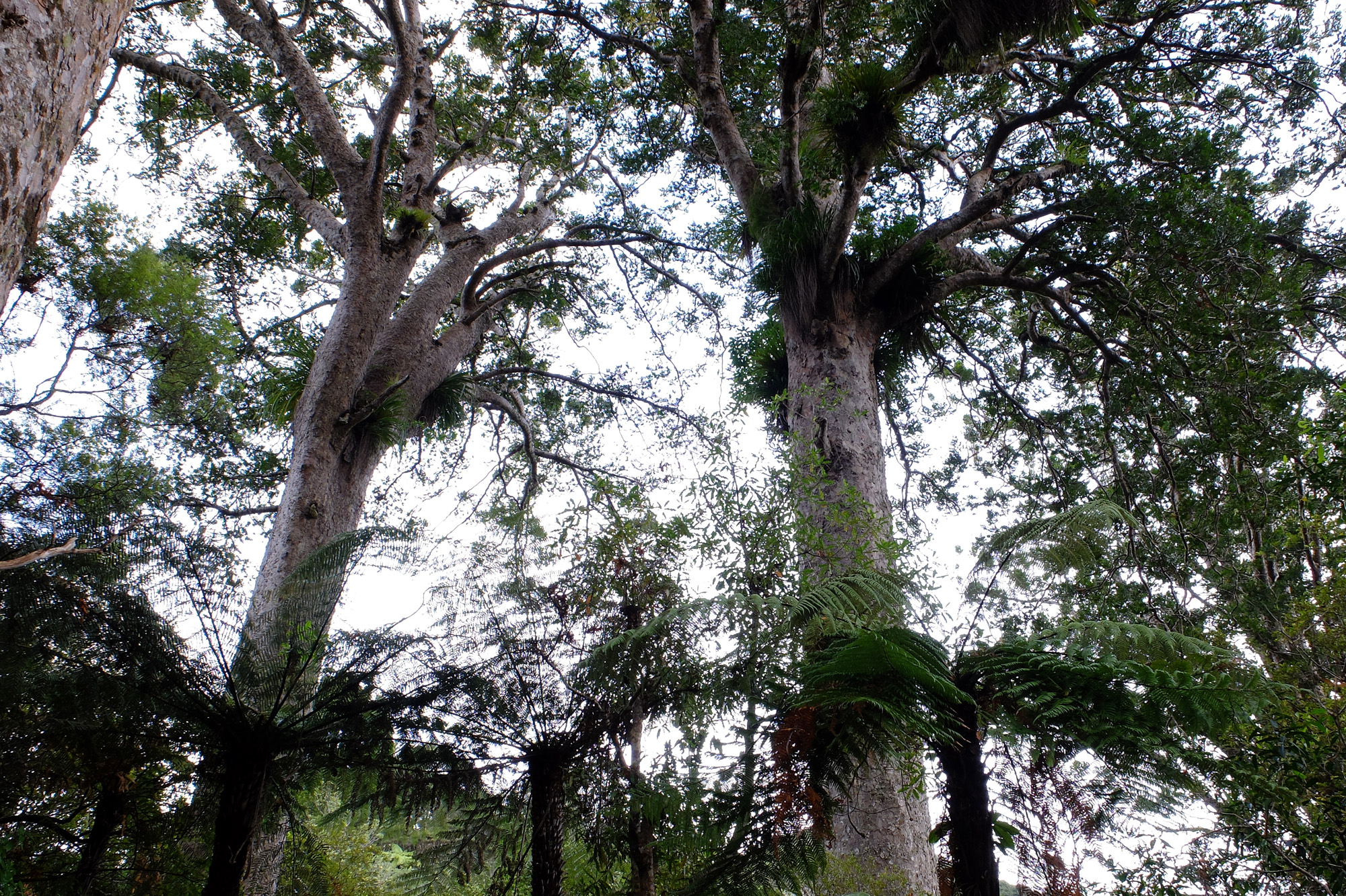 forêt kauri