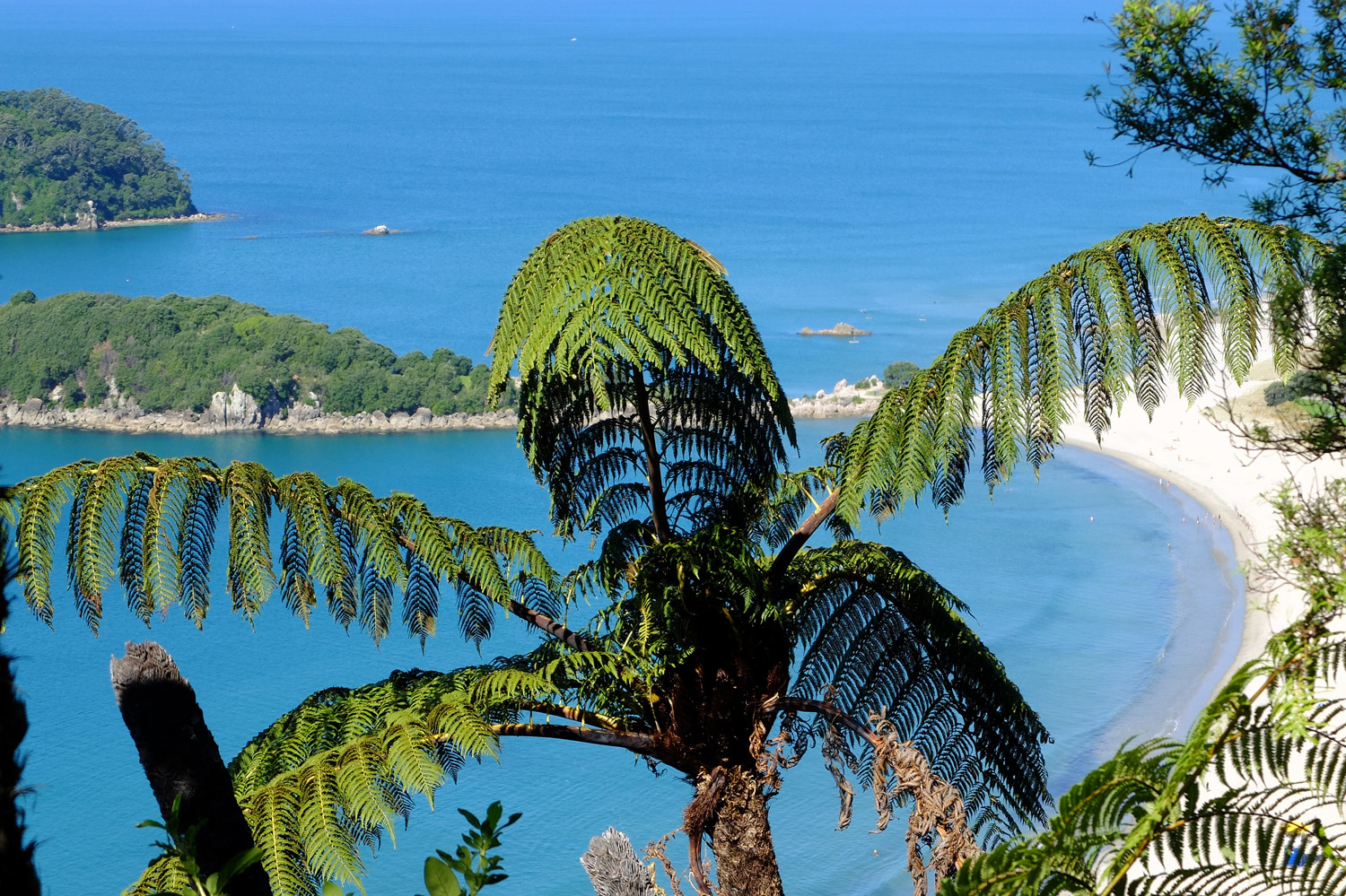 tree fern mount manganui