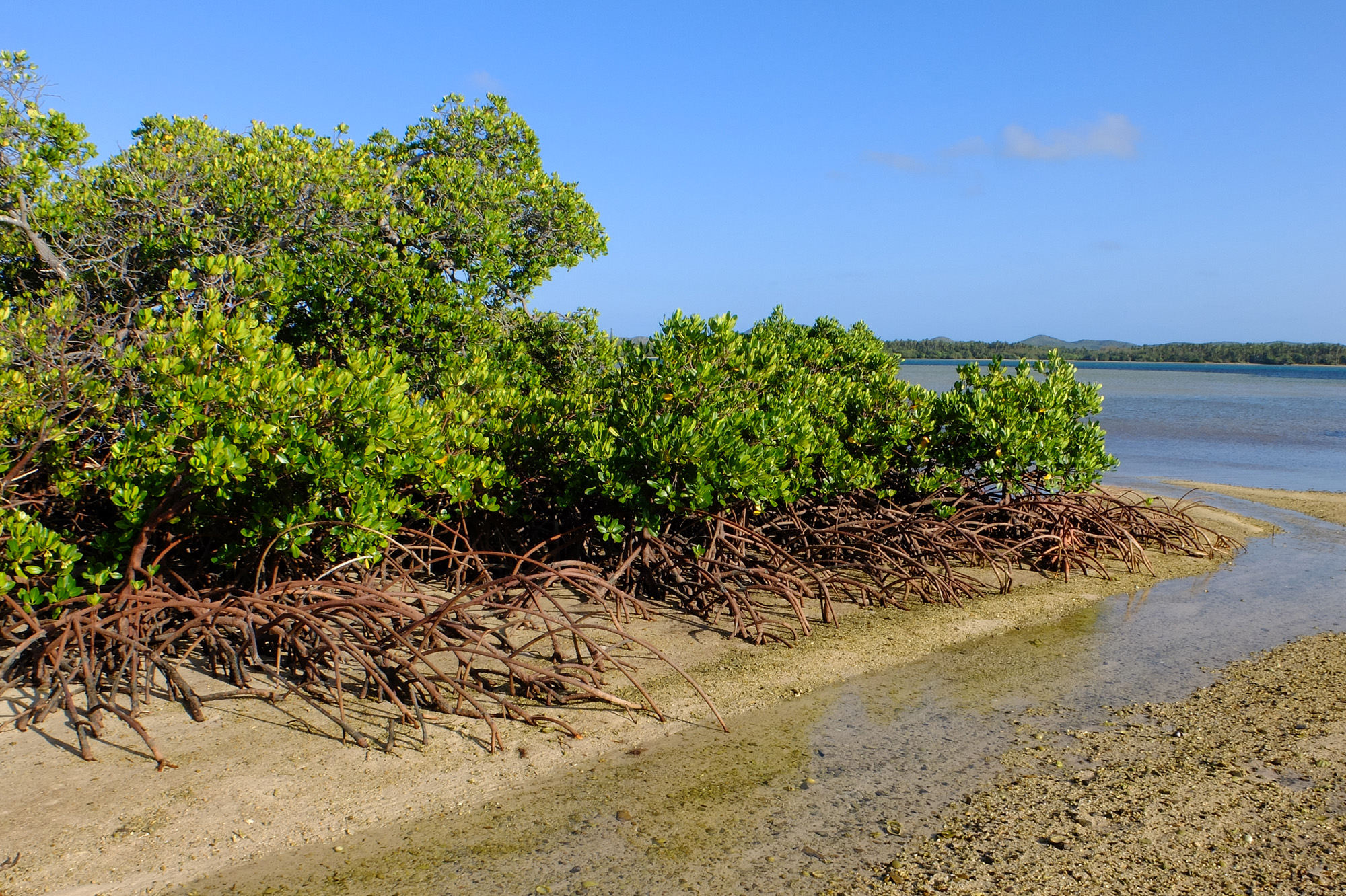 mangrove boat pass