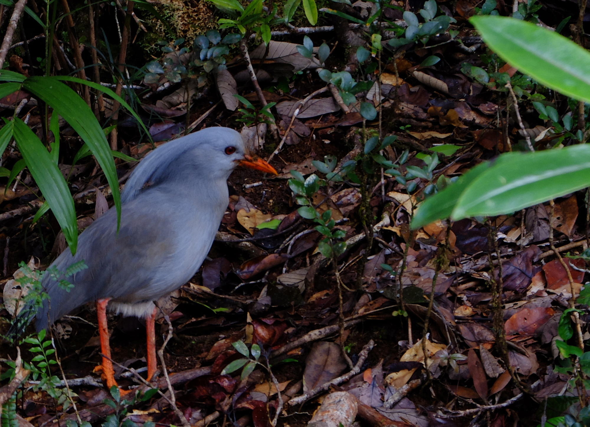 cagou oiseau