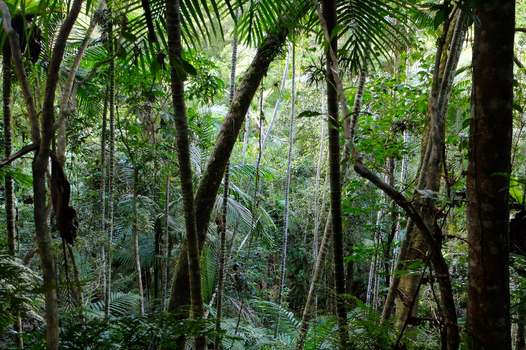 foret parc grandes fougères