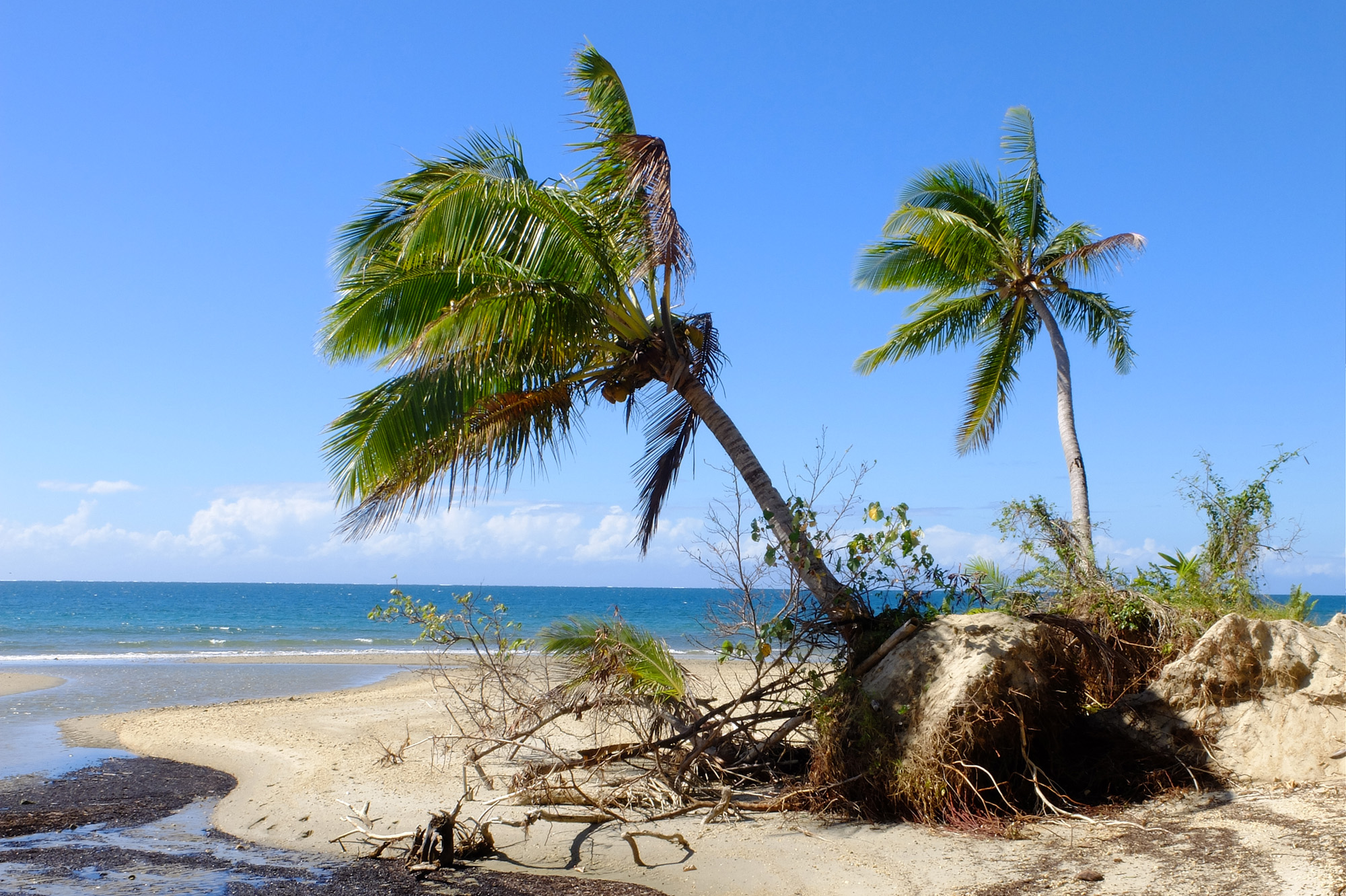 cocotier plage colnett