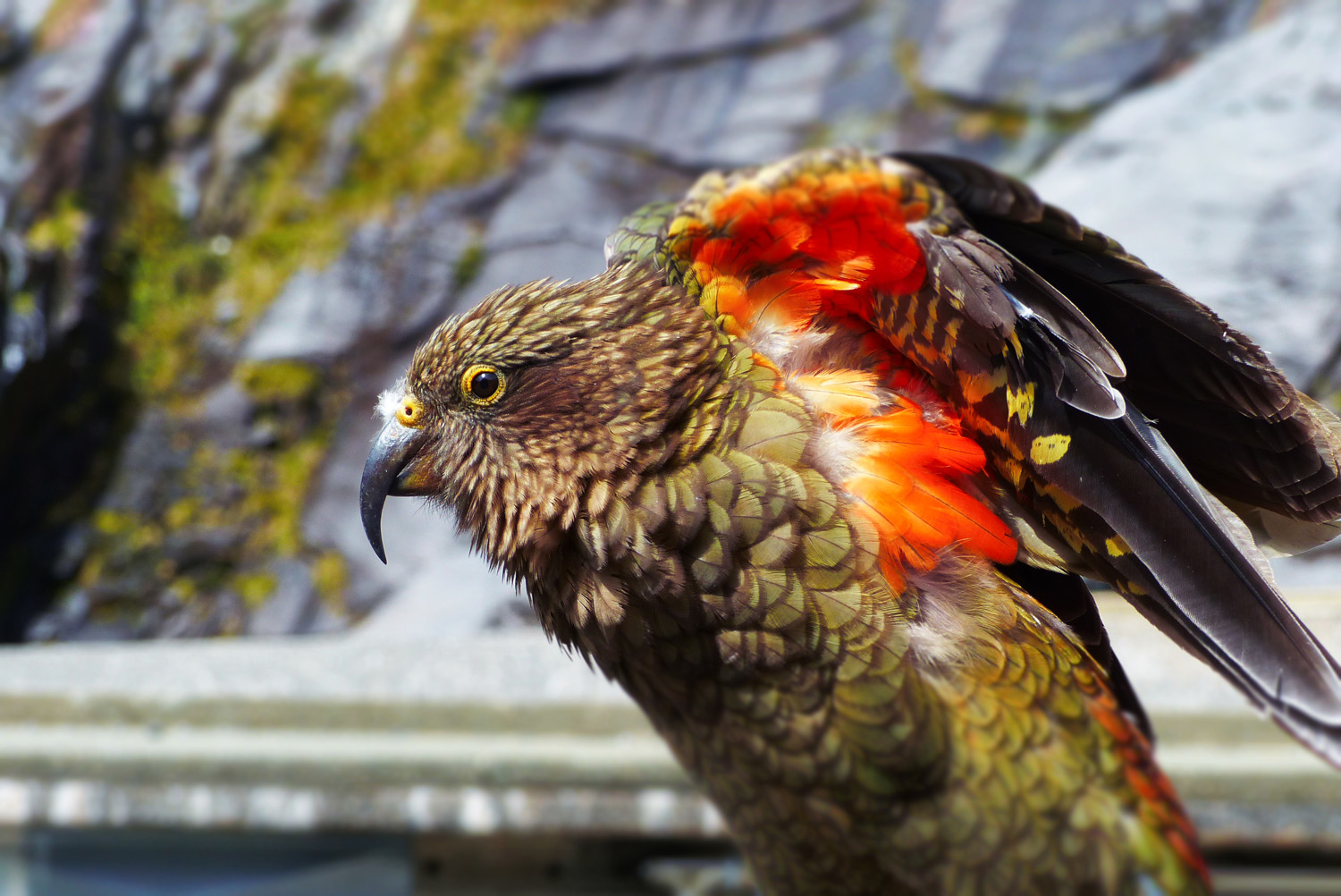 kea aile ouverte sur voiture 