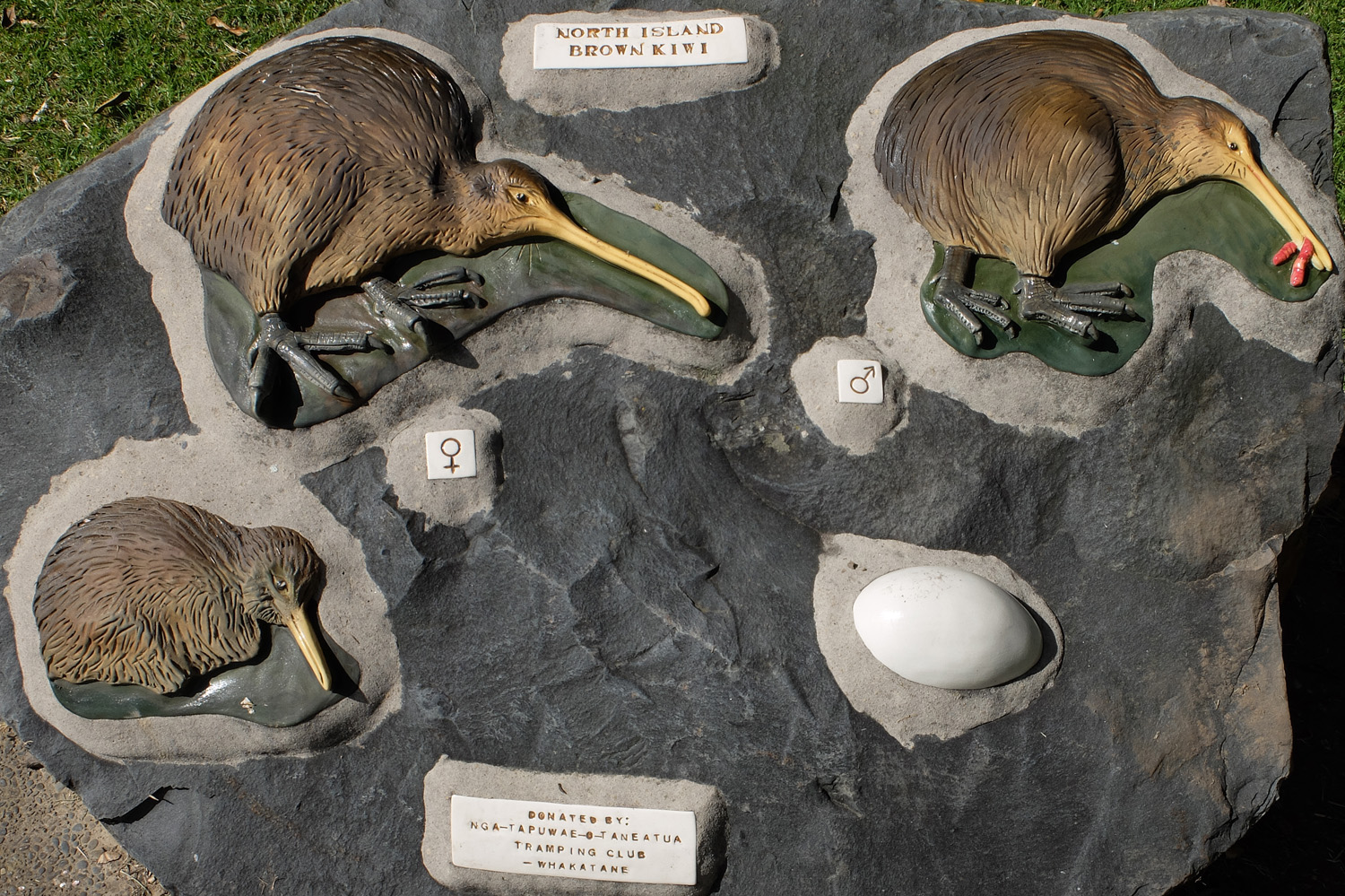 kiwi sculpture ohope