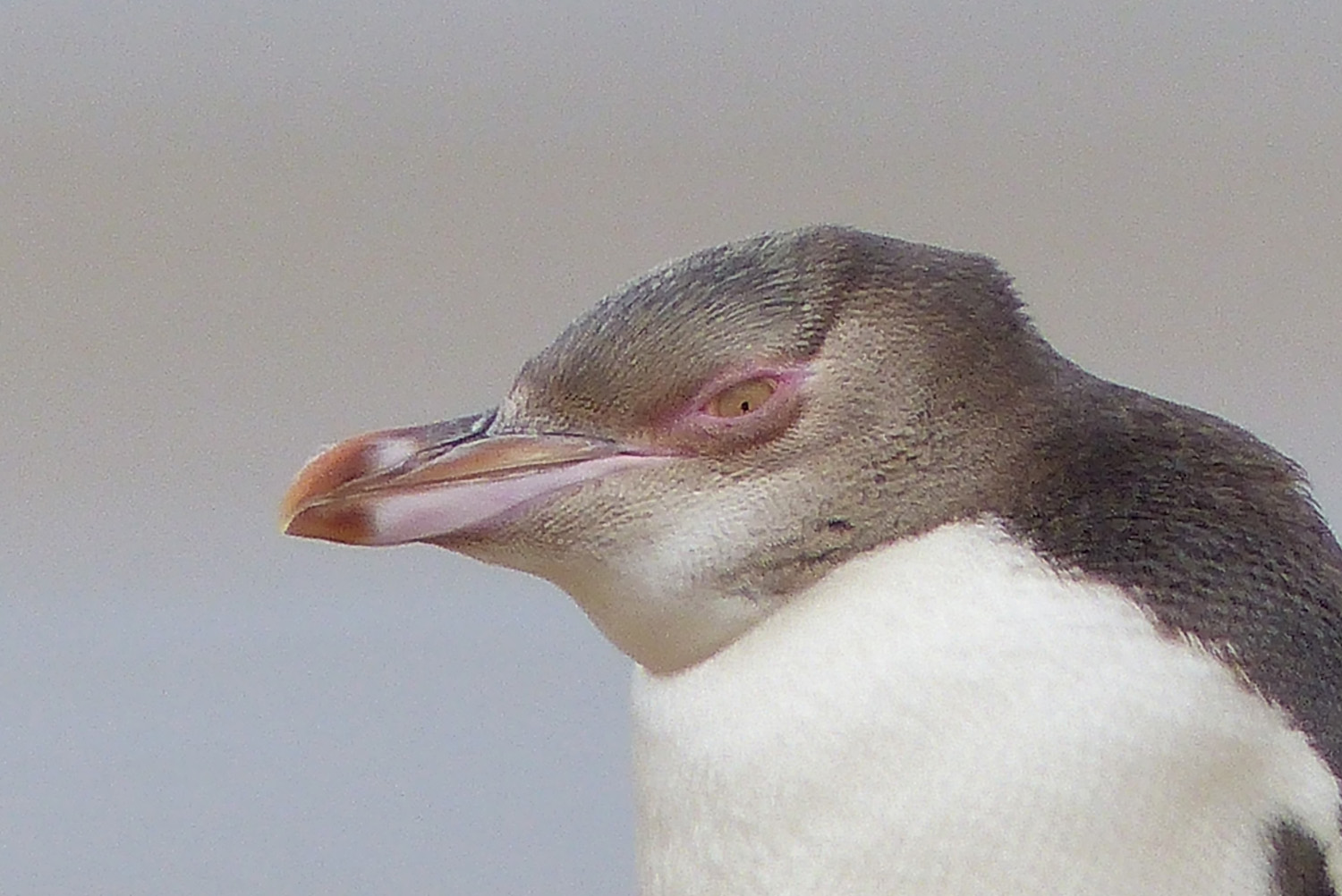 manchot antipode catlins coast