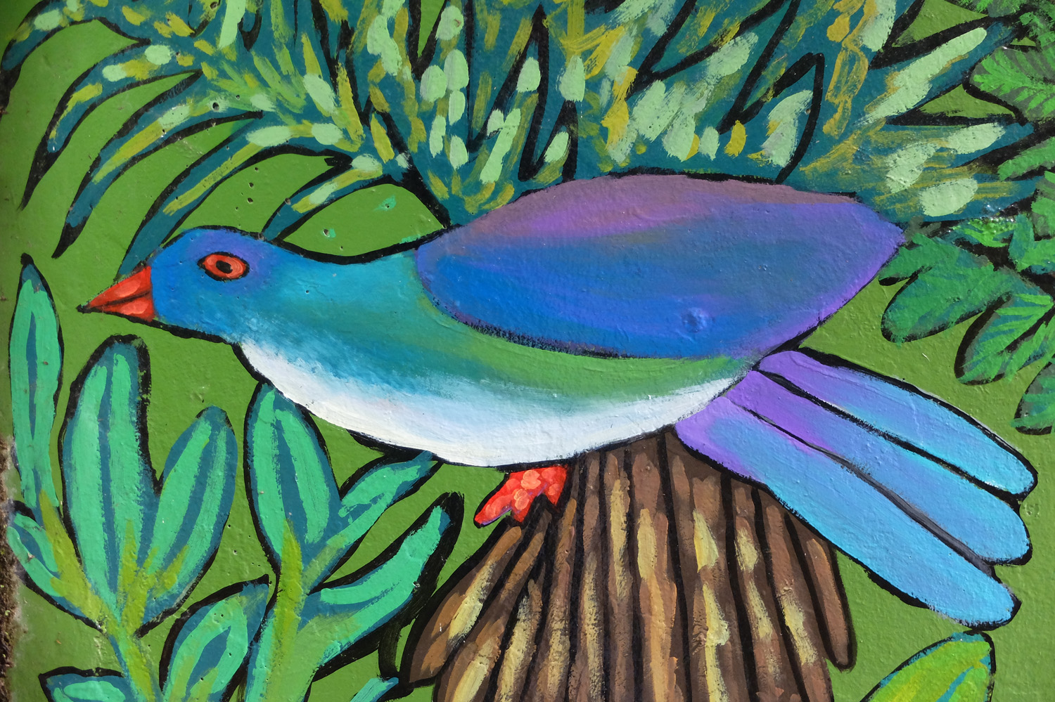 dessin native NZ pigeon