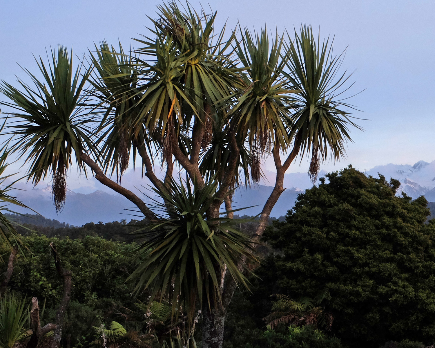 cabbage tree