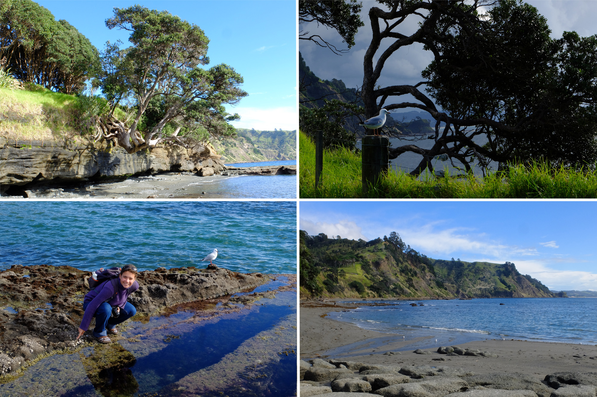 goat island reserve marine