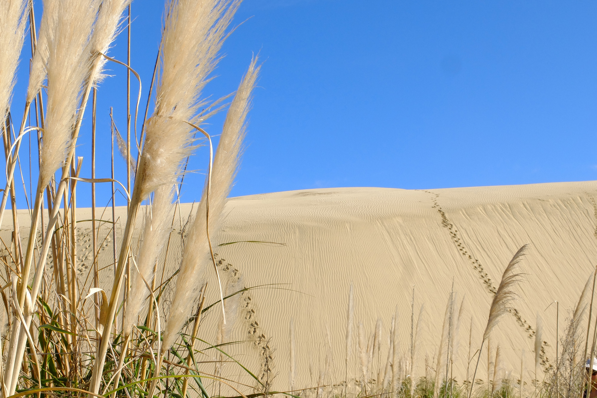 te paki dune