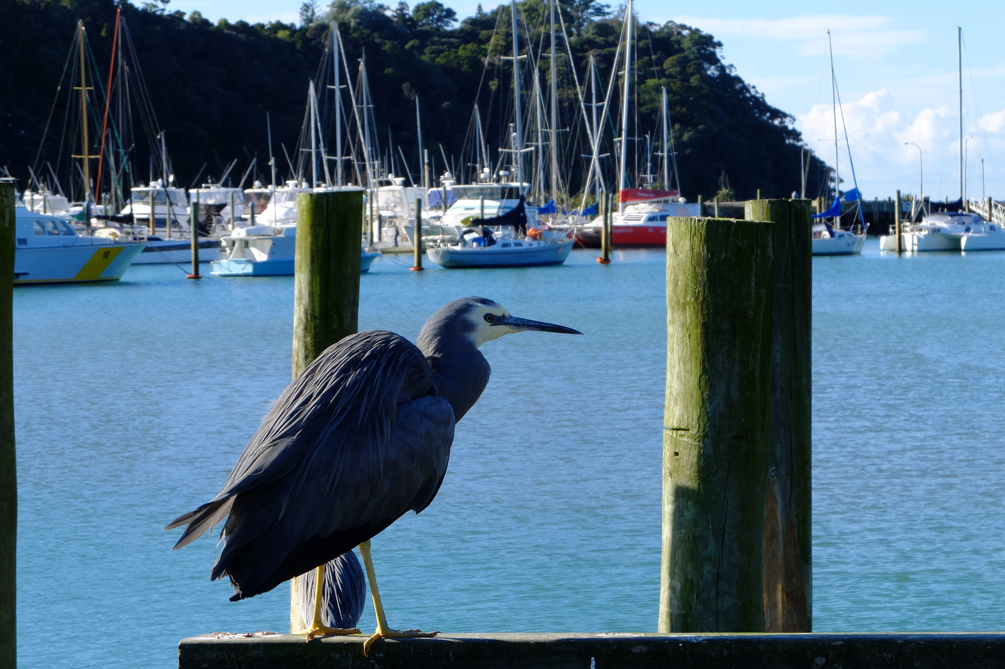 tutukaka oiseau