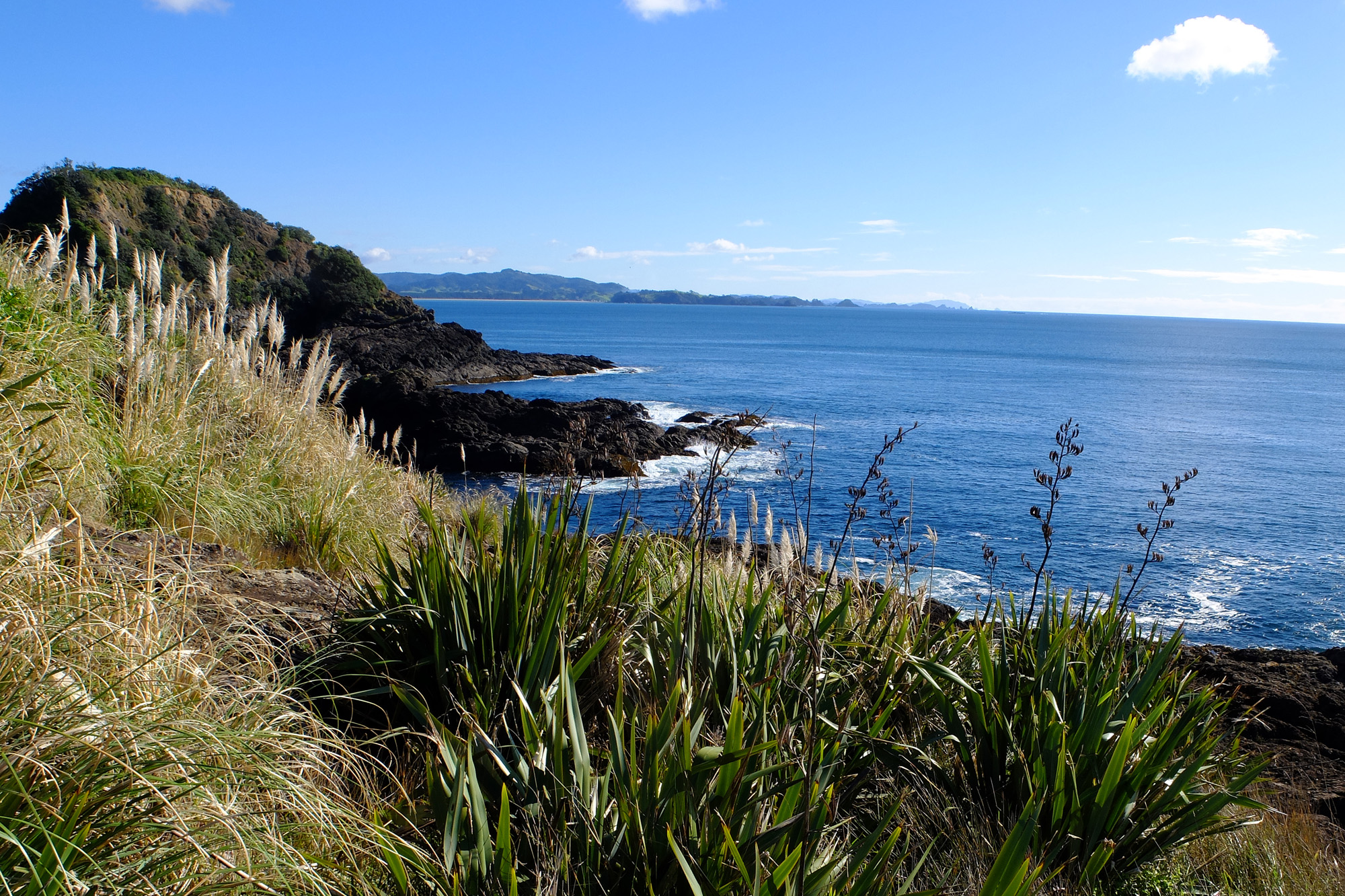 matapouri bay végétation océan