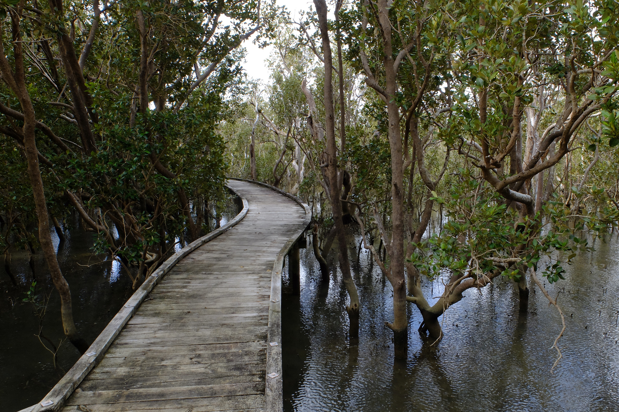 Mangrove Boarwalk