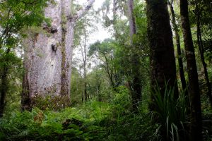 Te Matua Ngahere kauri géant