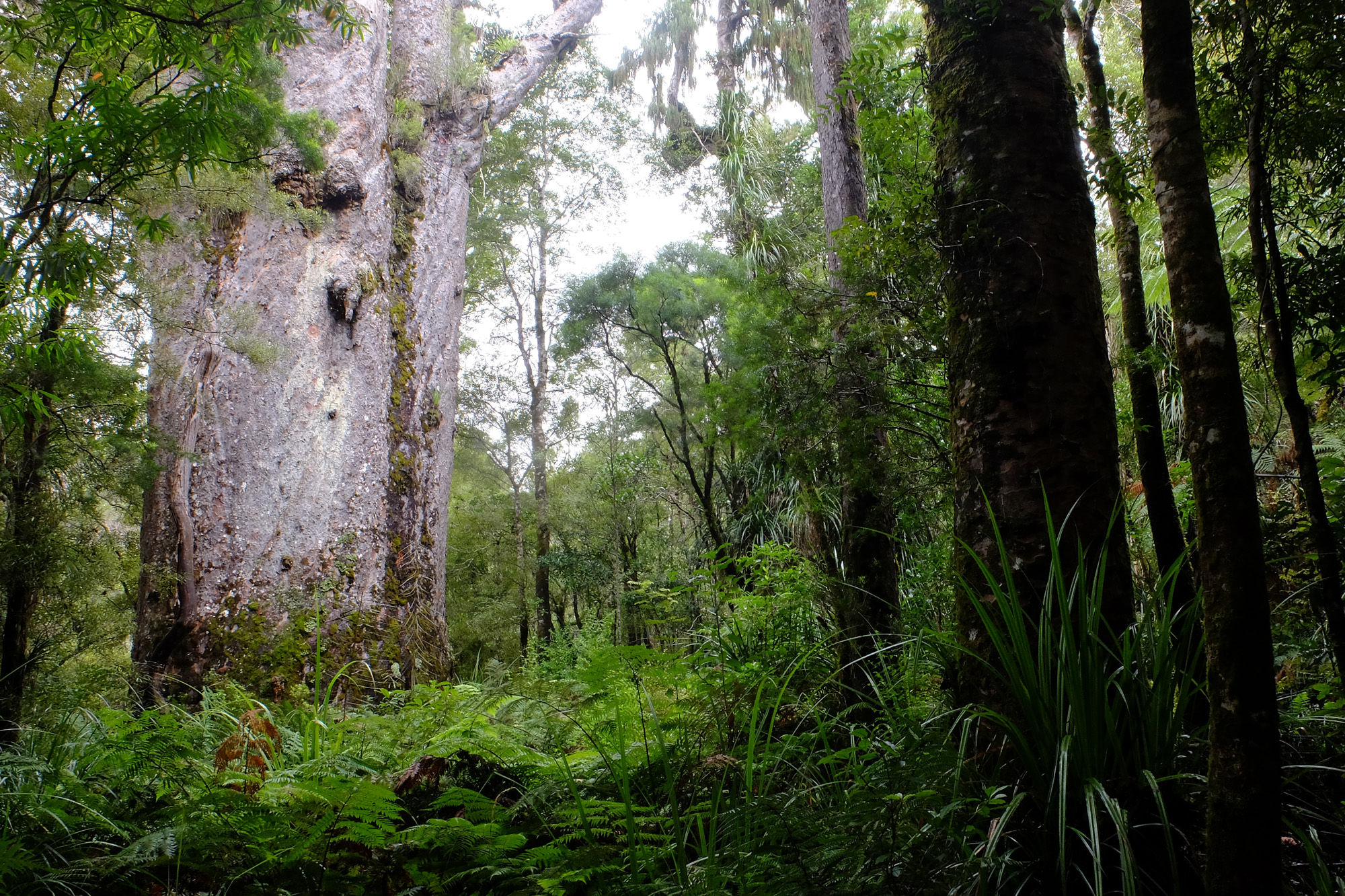 Te Matua Ngahere kauri géant