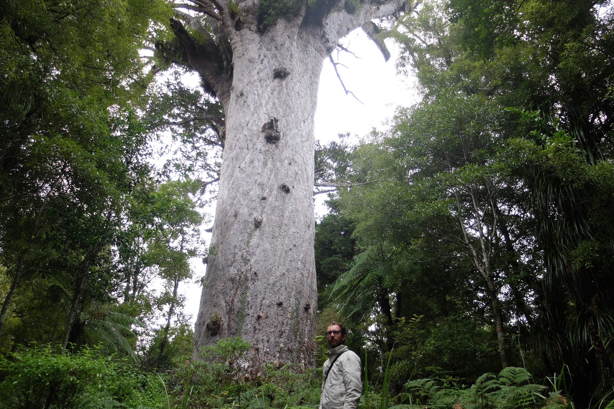 kauri Tane Mahuta