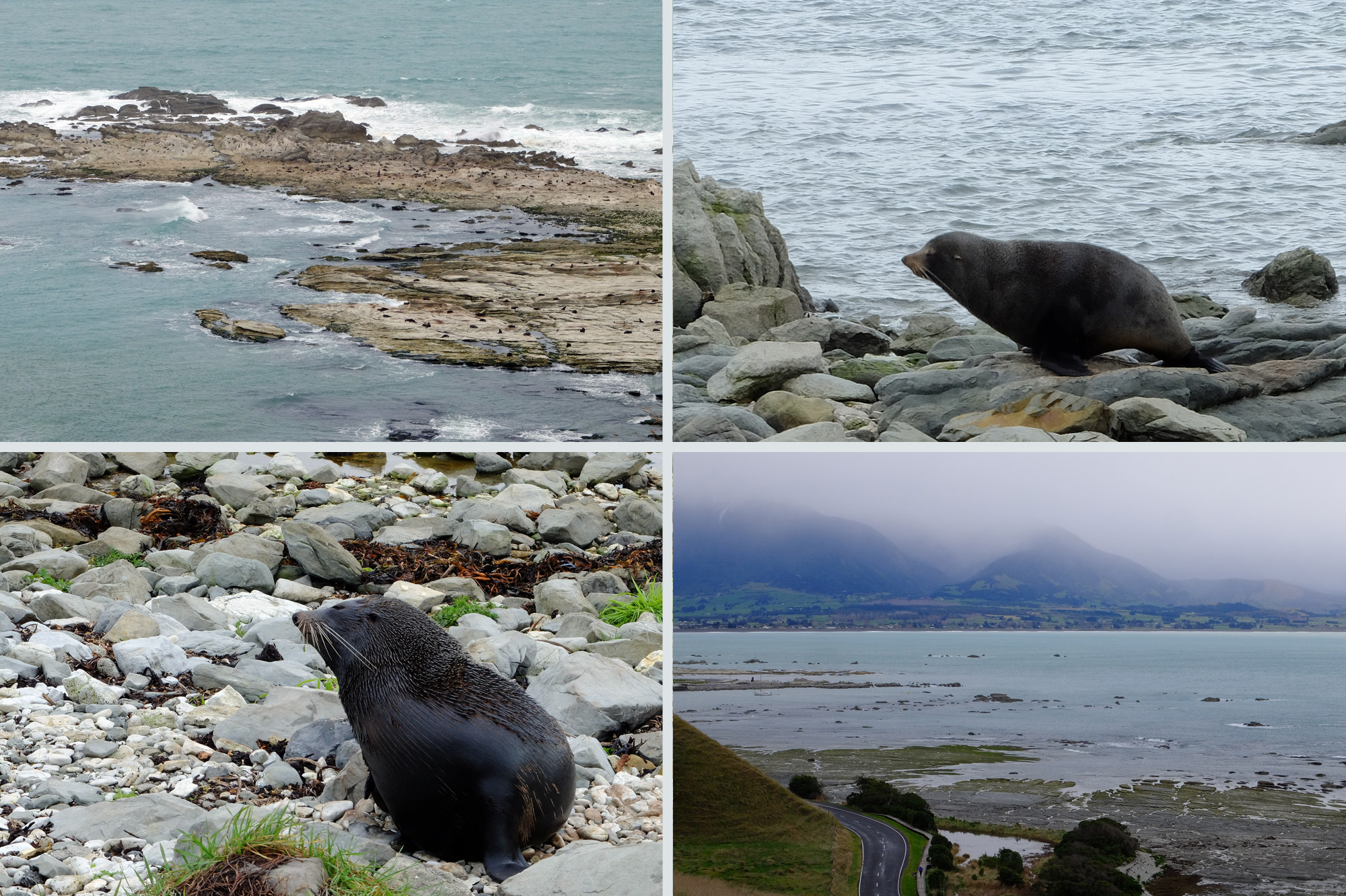 phoque kaikoura