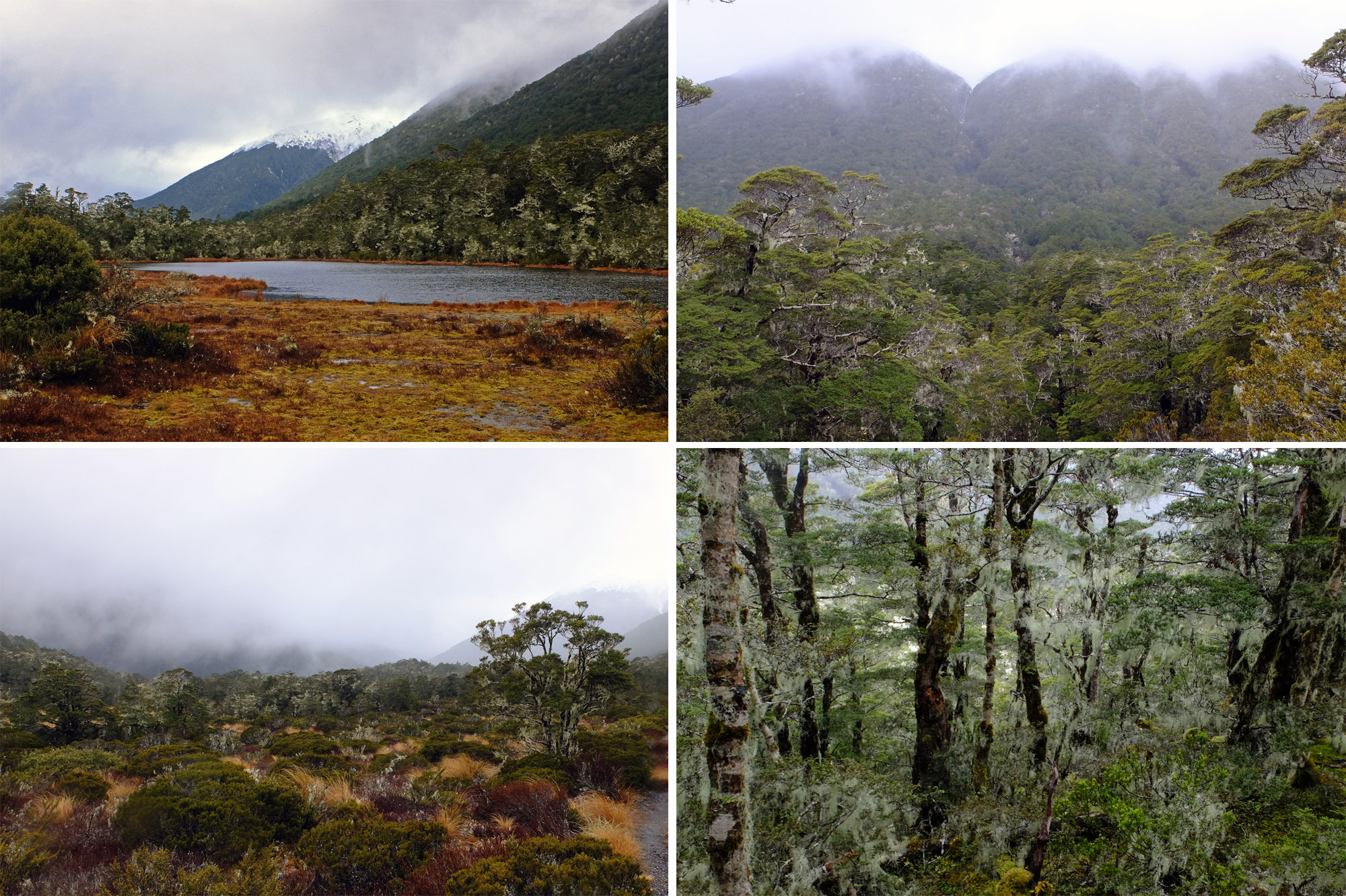 lewis pass beech forest tussock