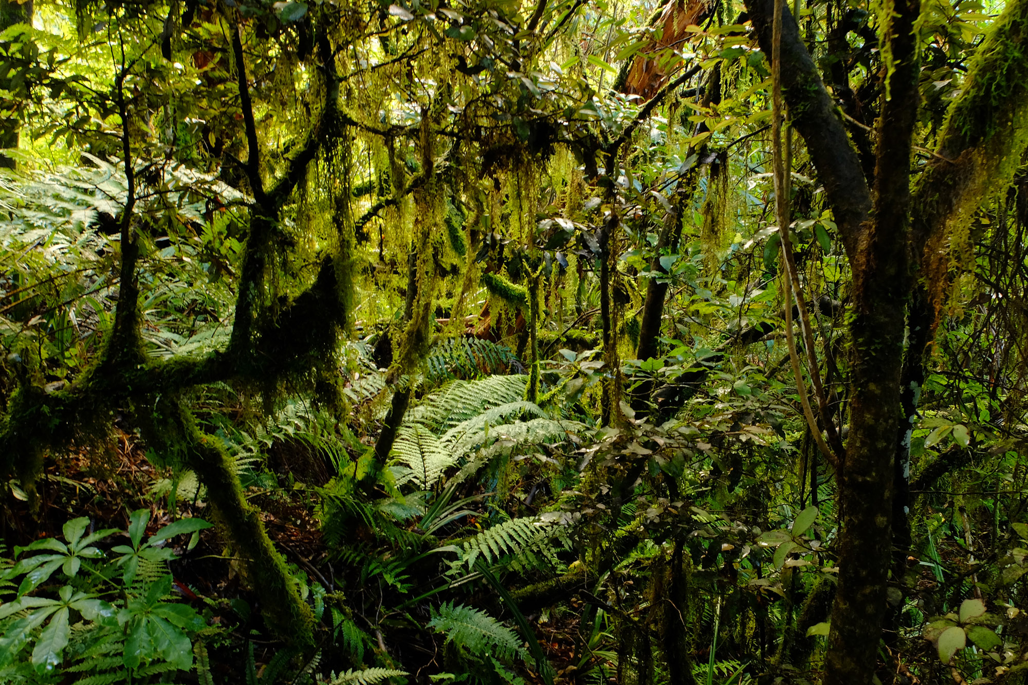 rainforest taranaki