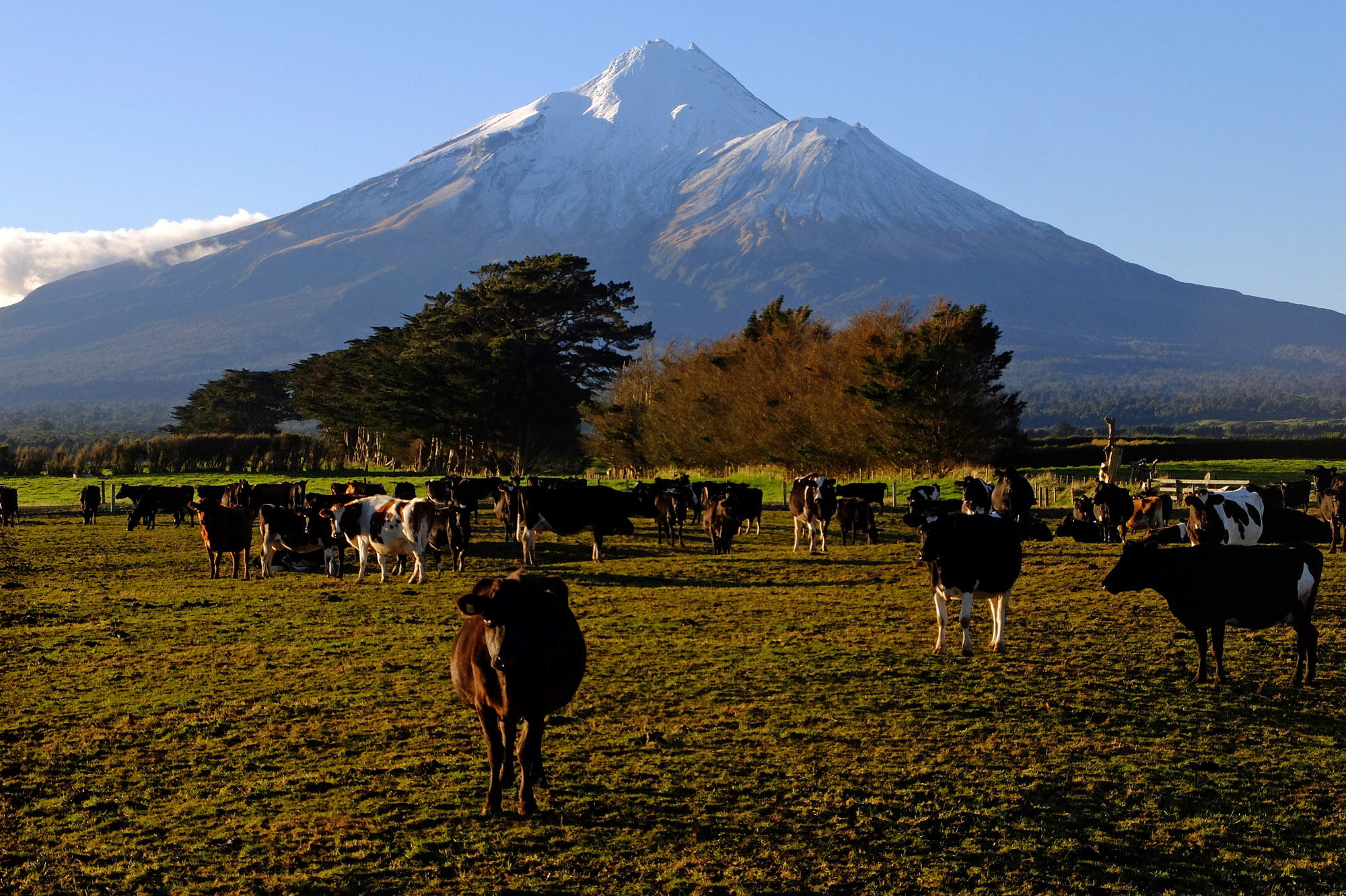 route vache taranaki