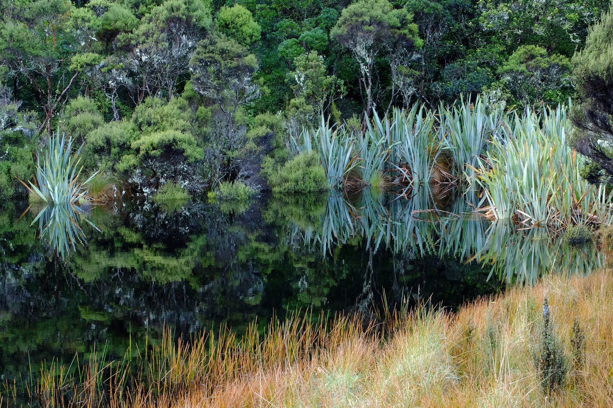 lake wilkie reflets