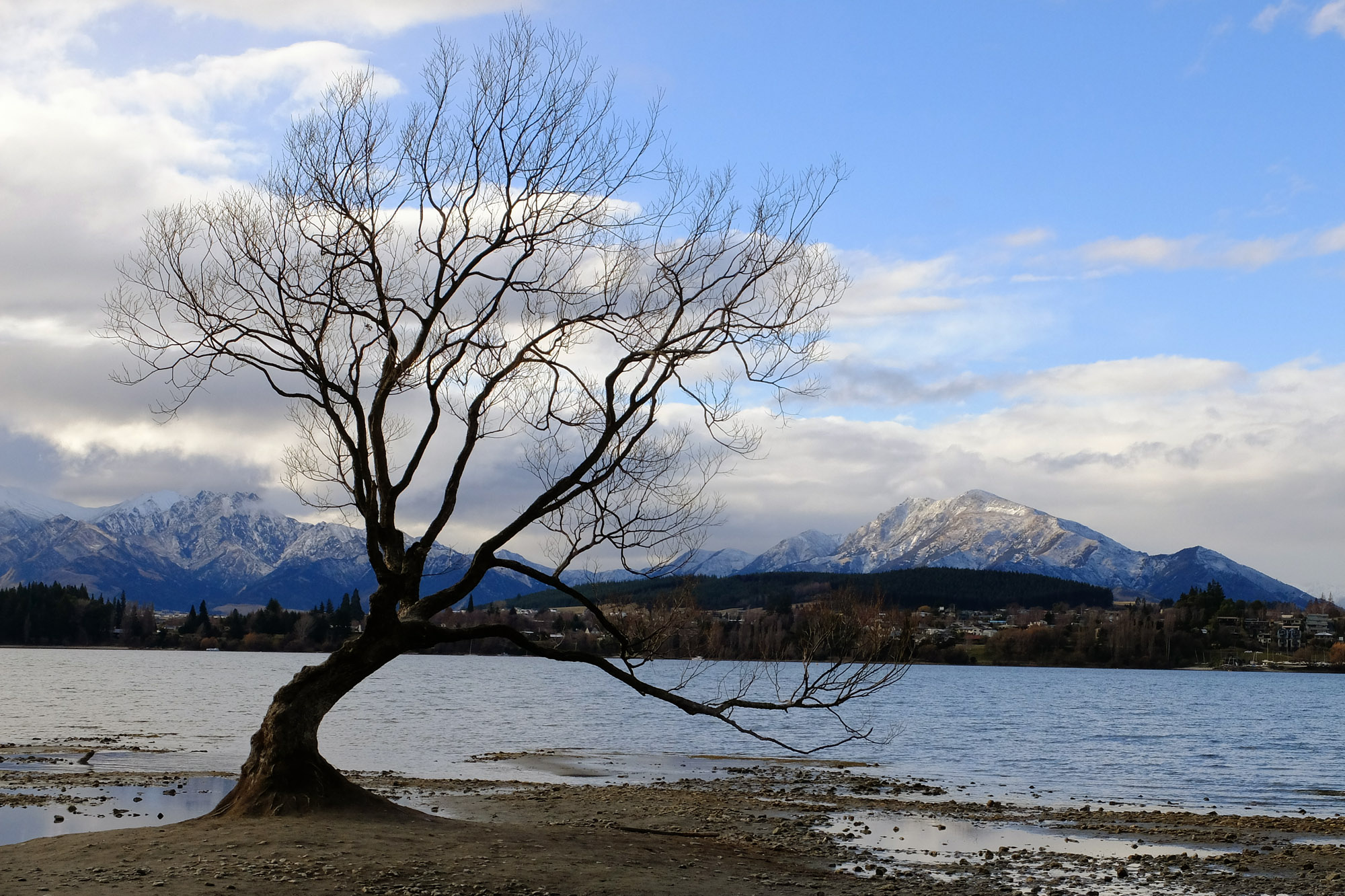 arbre wanaka hiver