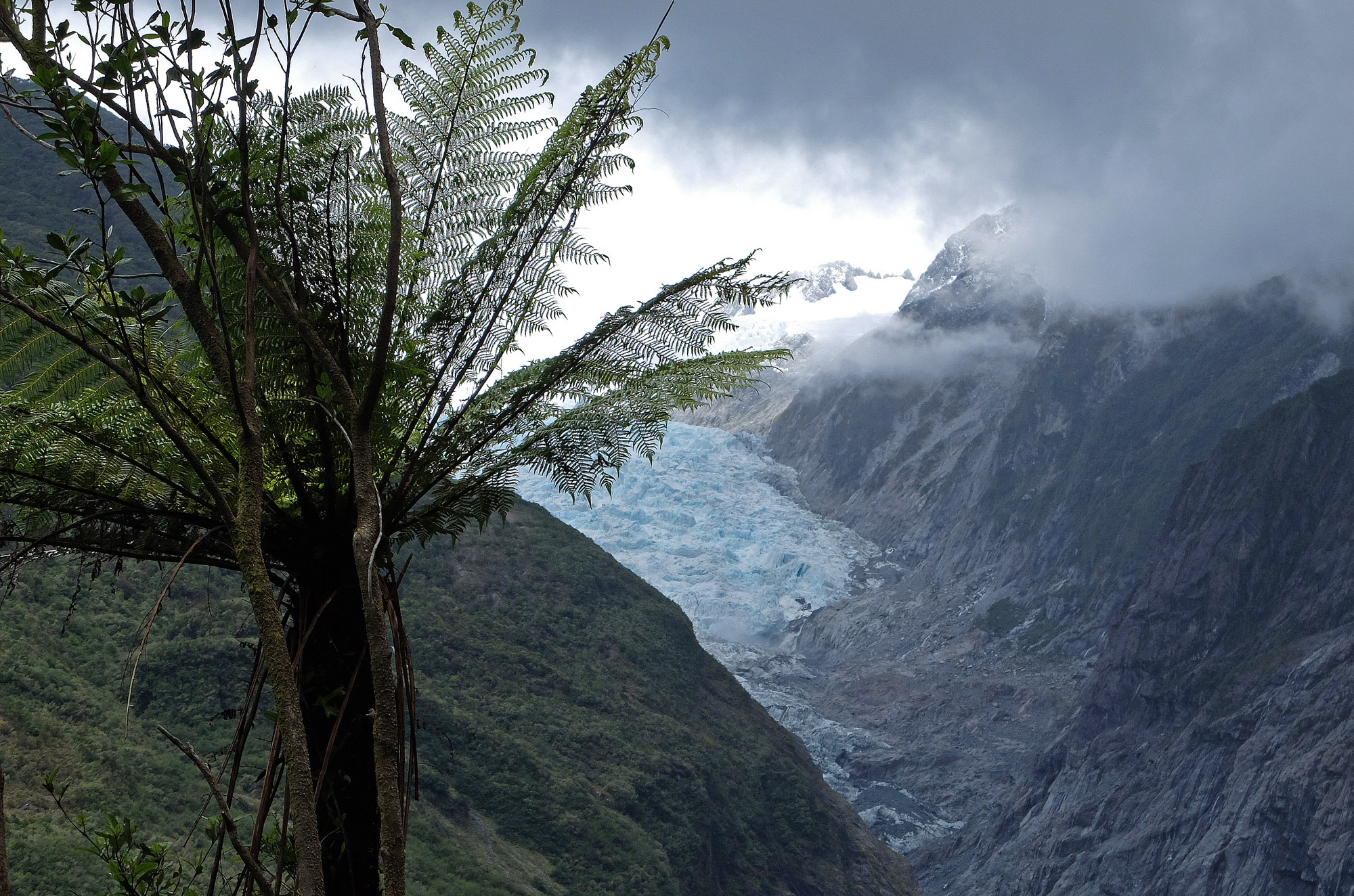 franz josepf glacier foret